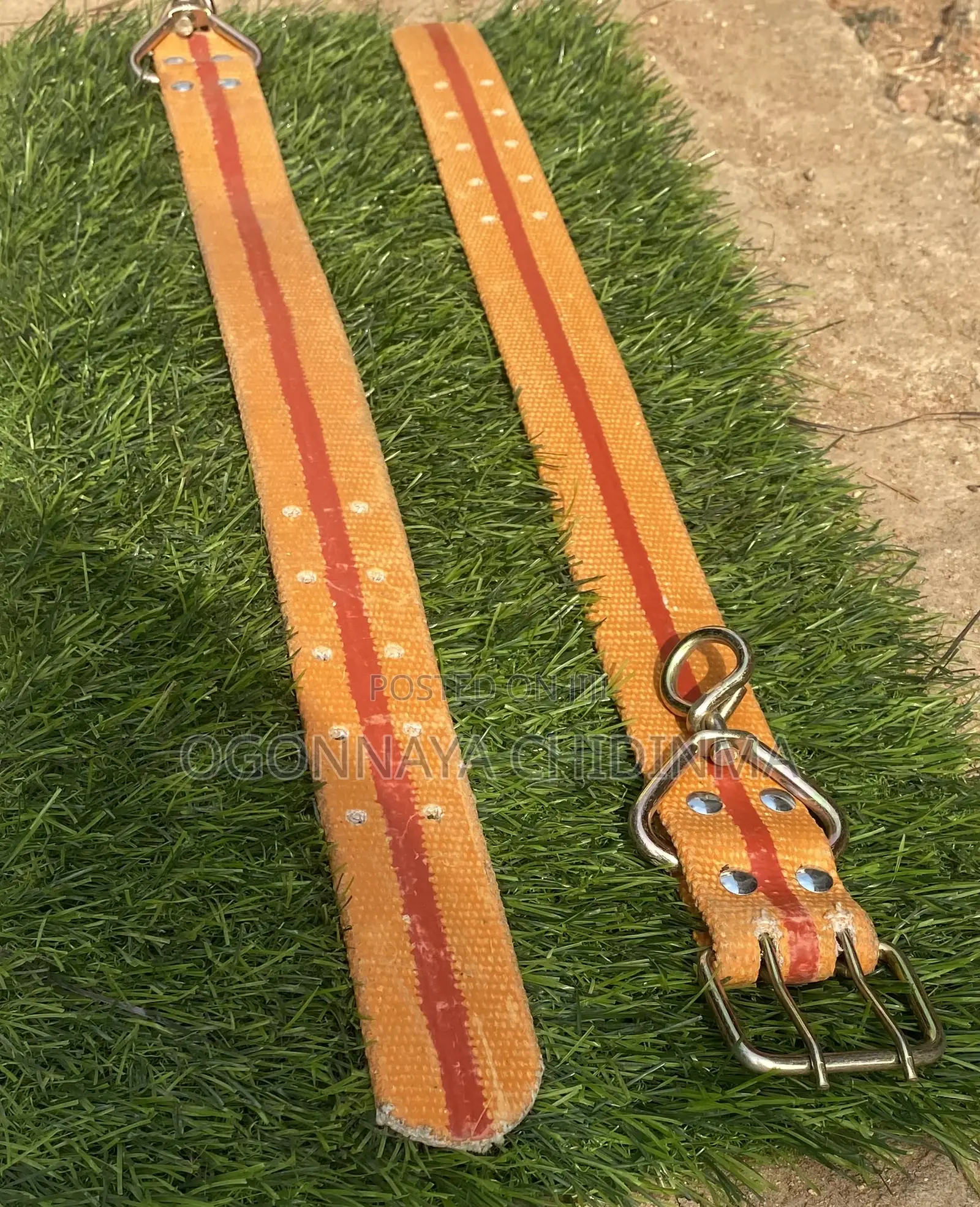 Dog Accessories
