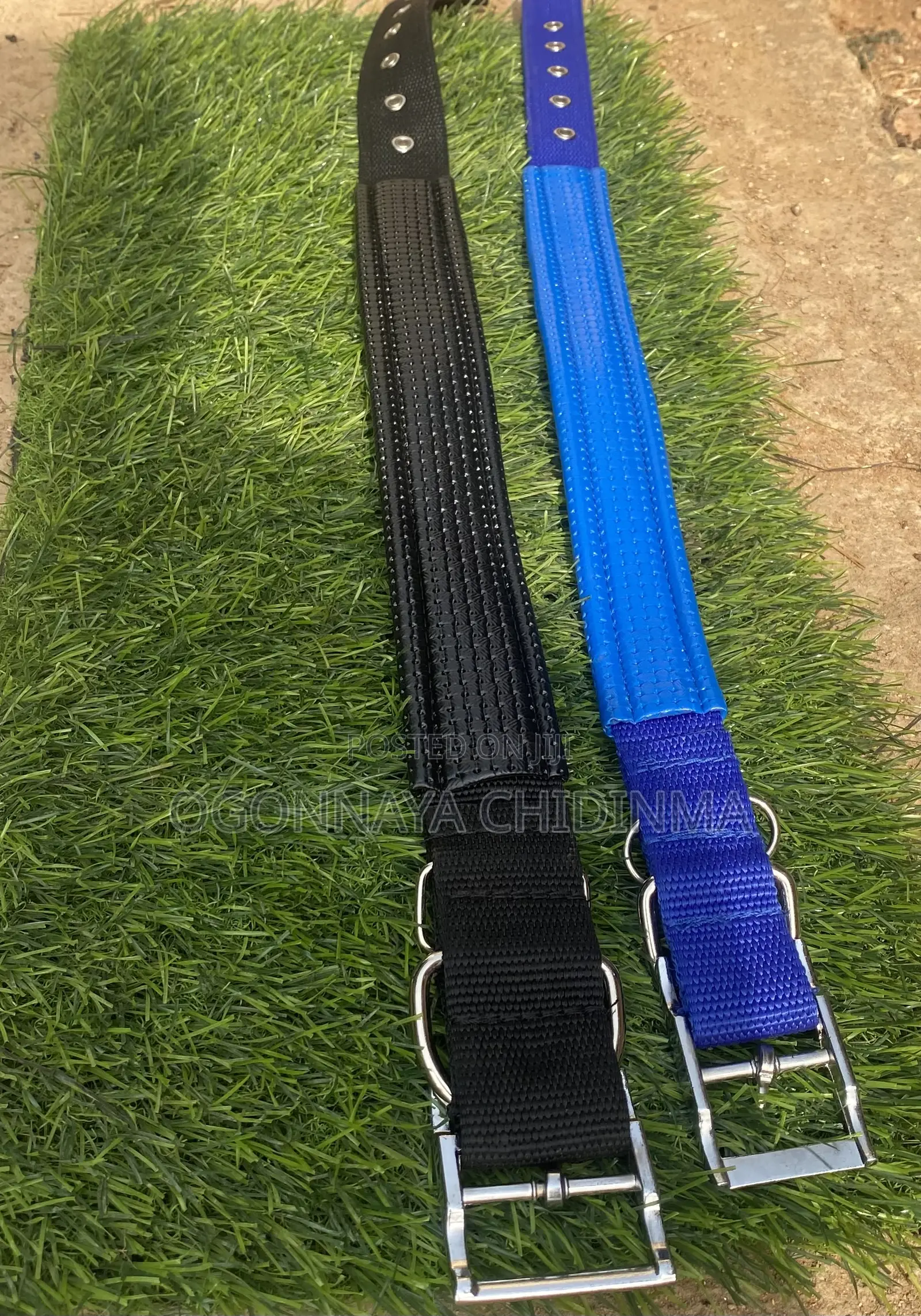 Dog Accessories