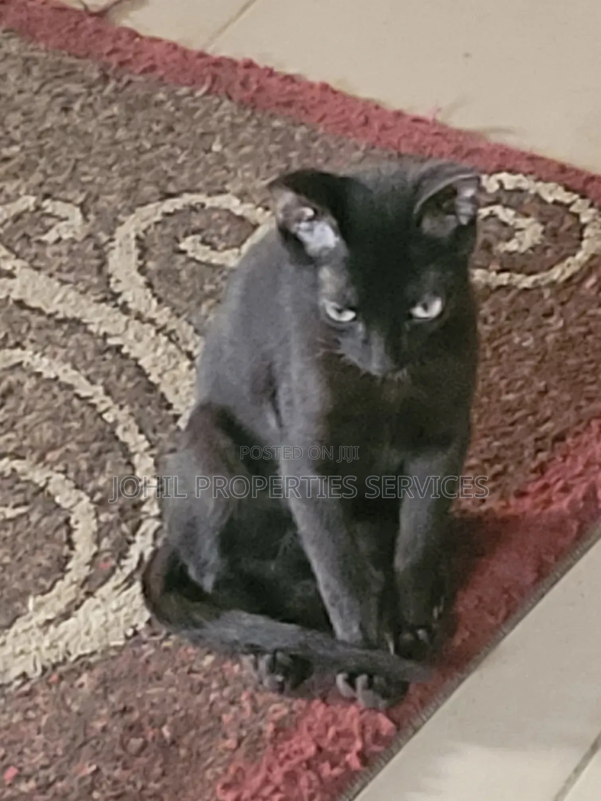 3-6 months Male Purebred Turkish Angora