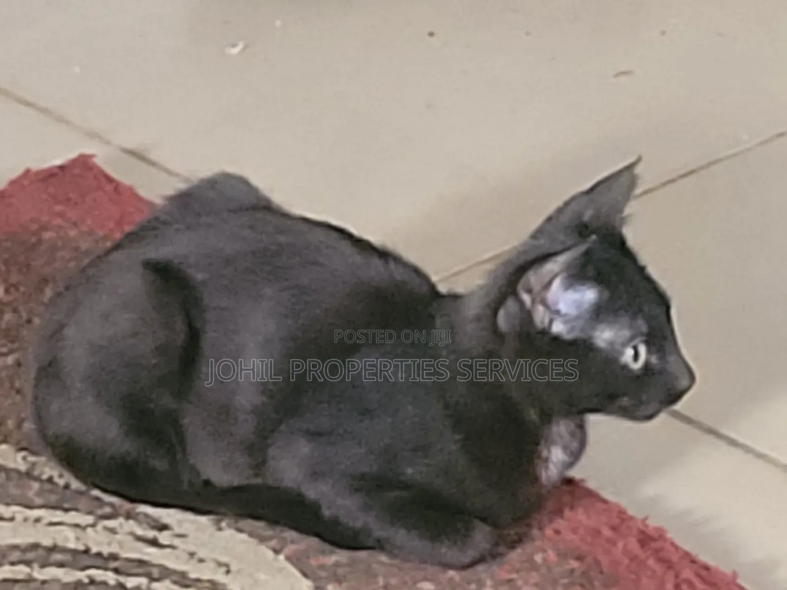 3-6 months Male Purebred Turkish Angora