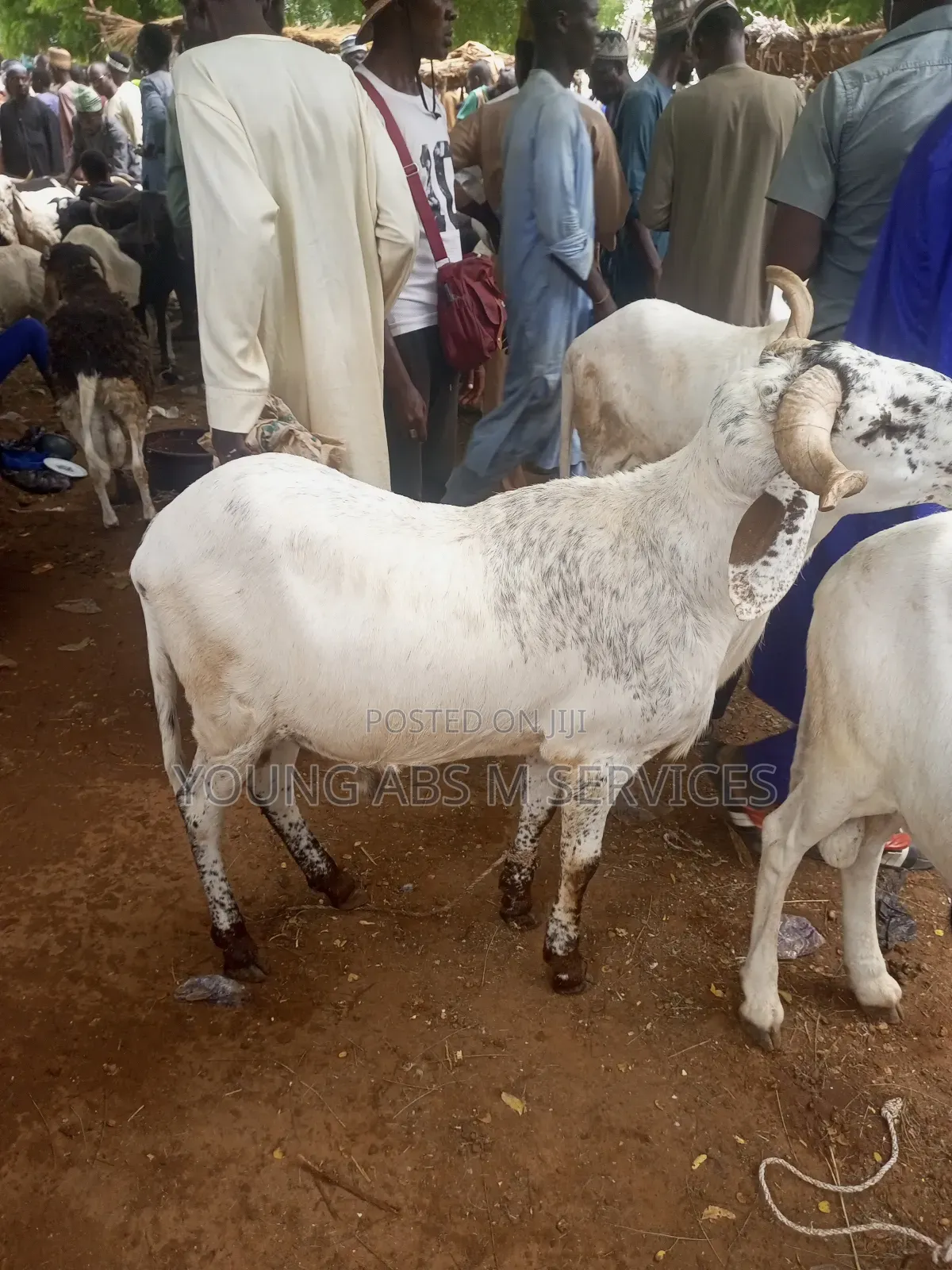 White Huda Ram