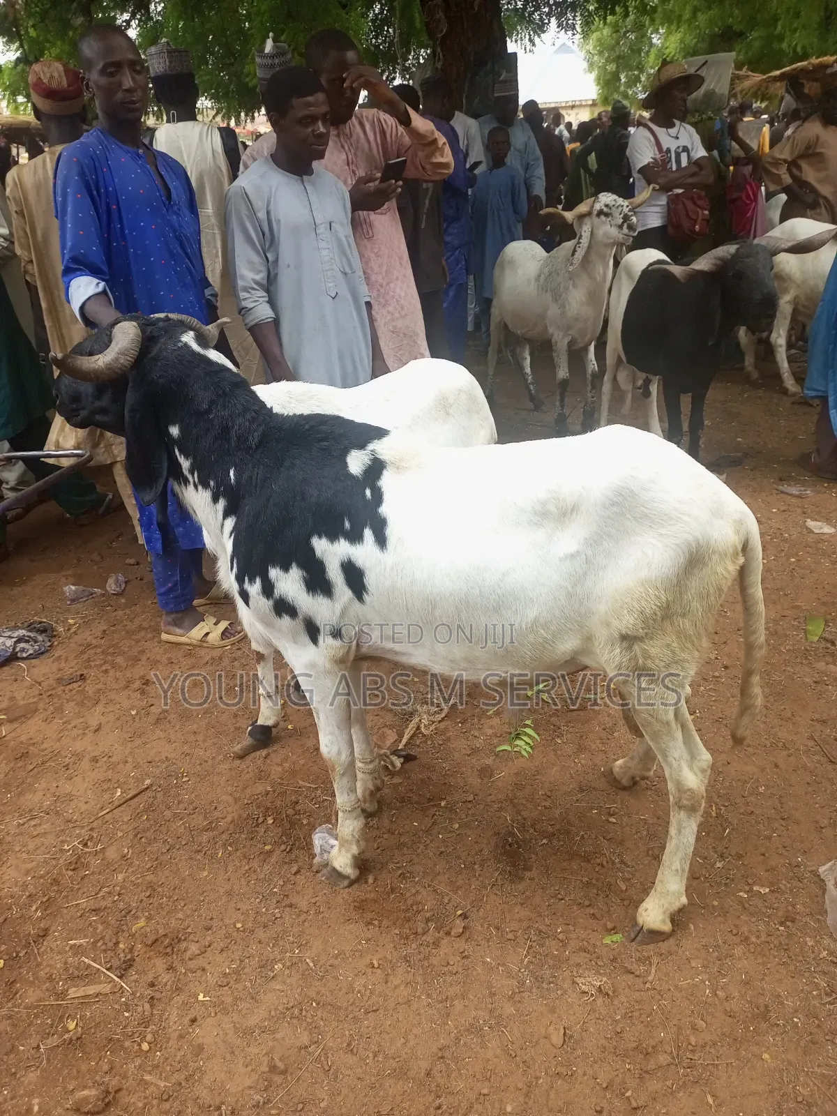 White Huda Ram