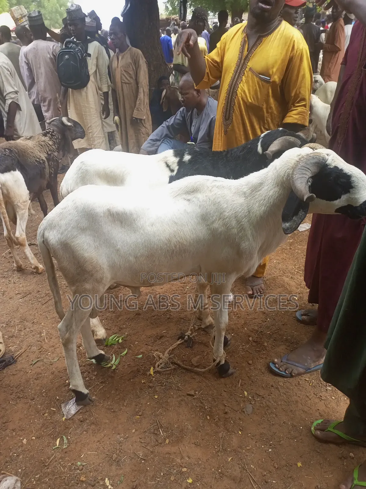 White Huda Ram