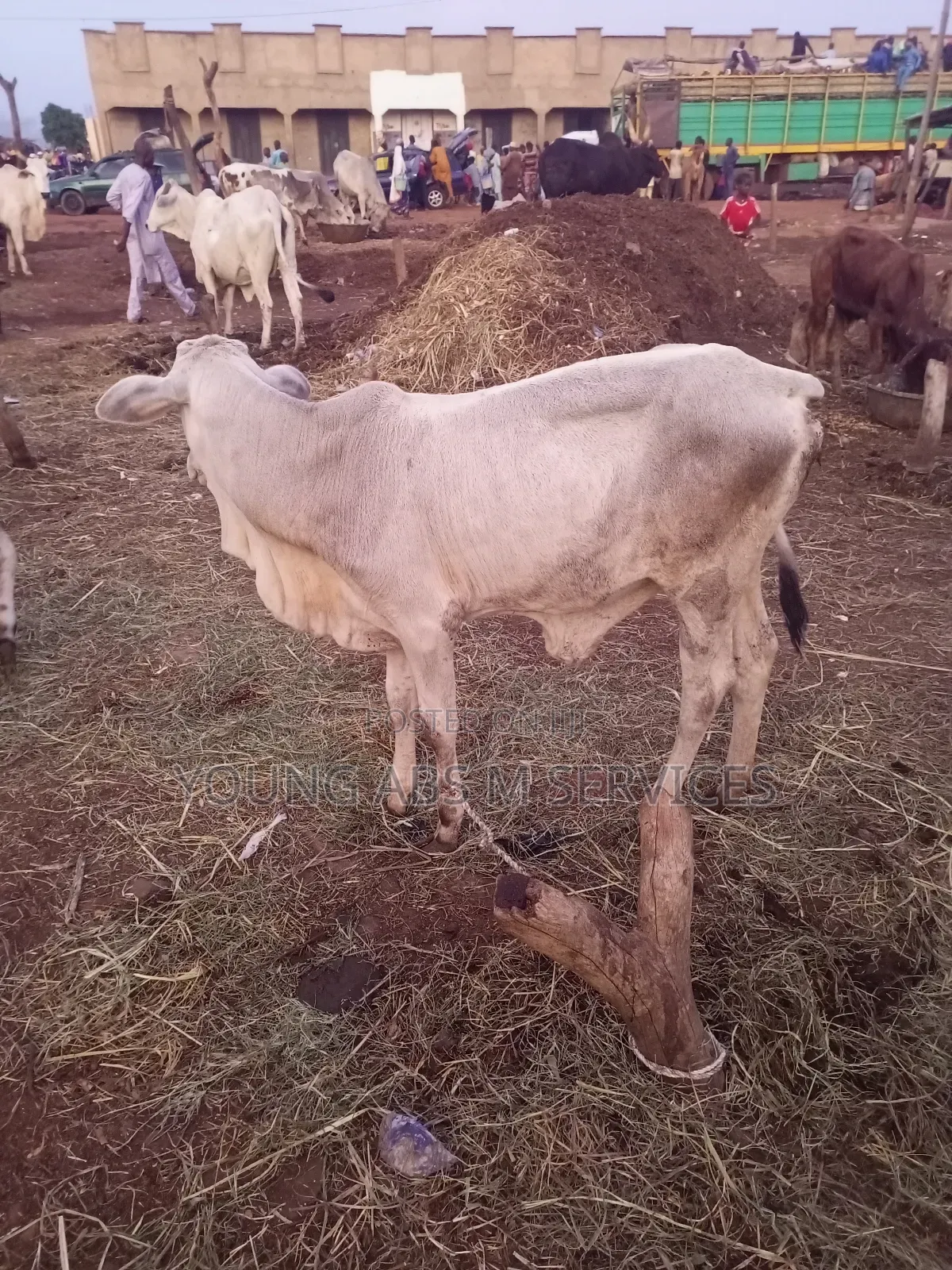 Young Cows for Breeding