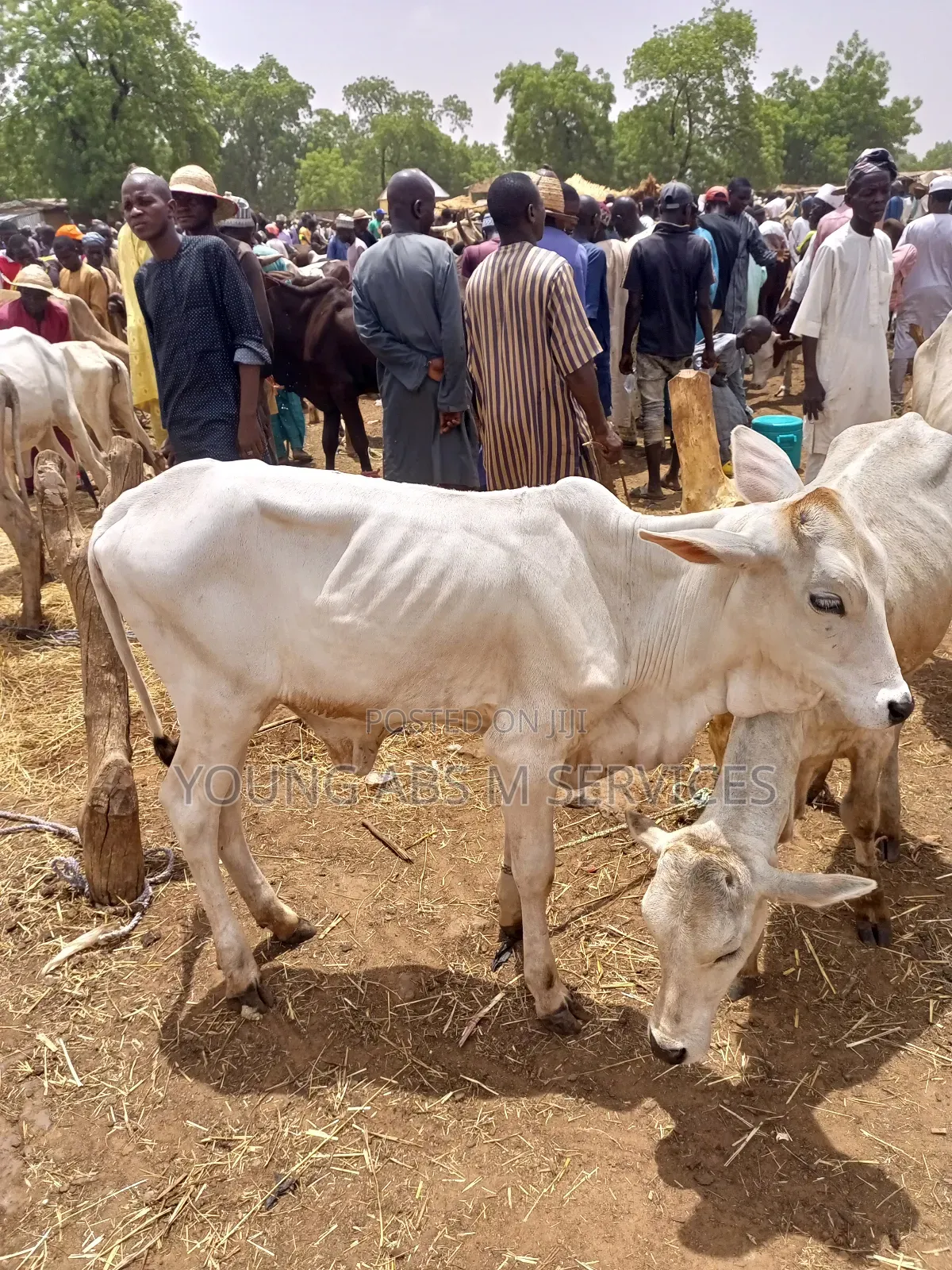 Young Cows for Breeding