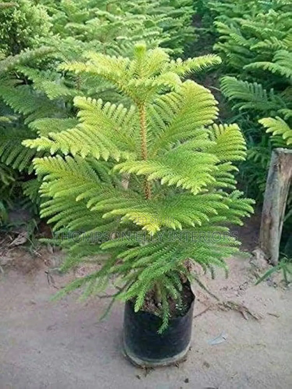 Araucaria Plant