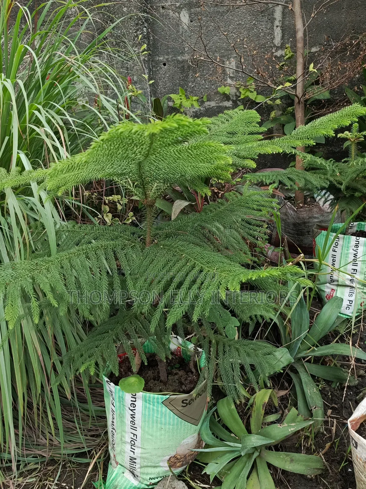 Araucaria Plant