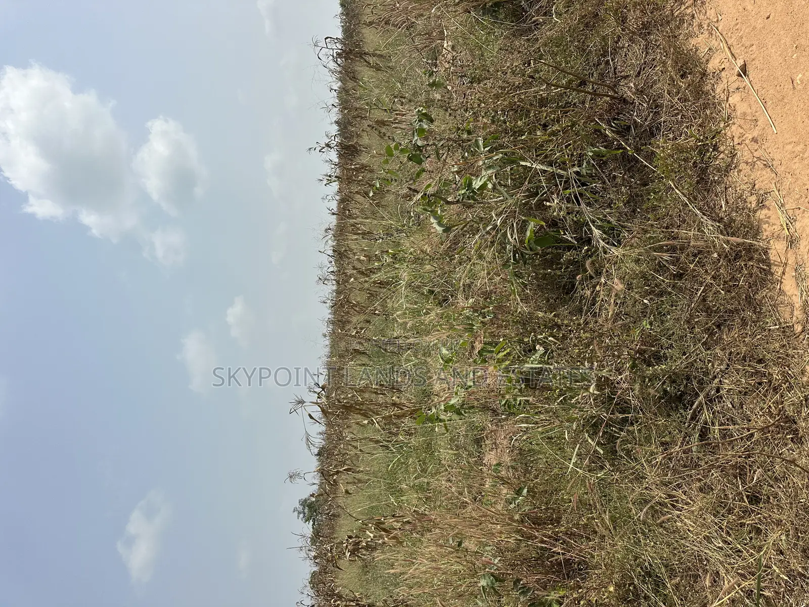 50 Acres Available at Ogungbe Off Iseyin/Ibadan Road Iseyin Oyo State