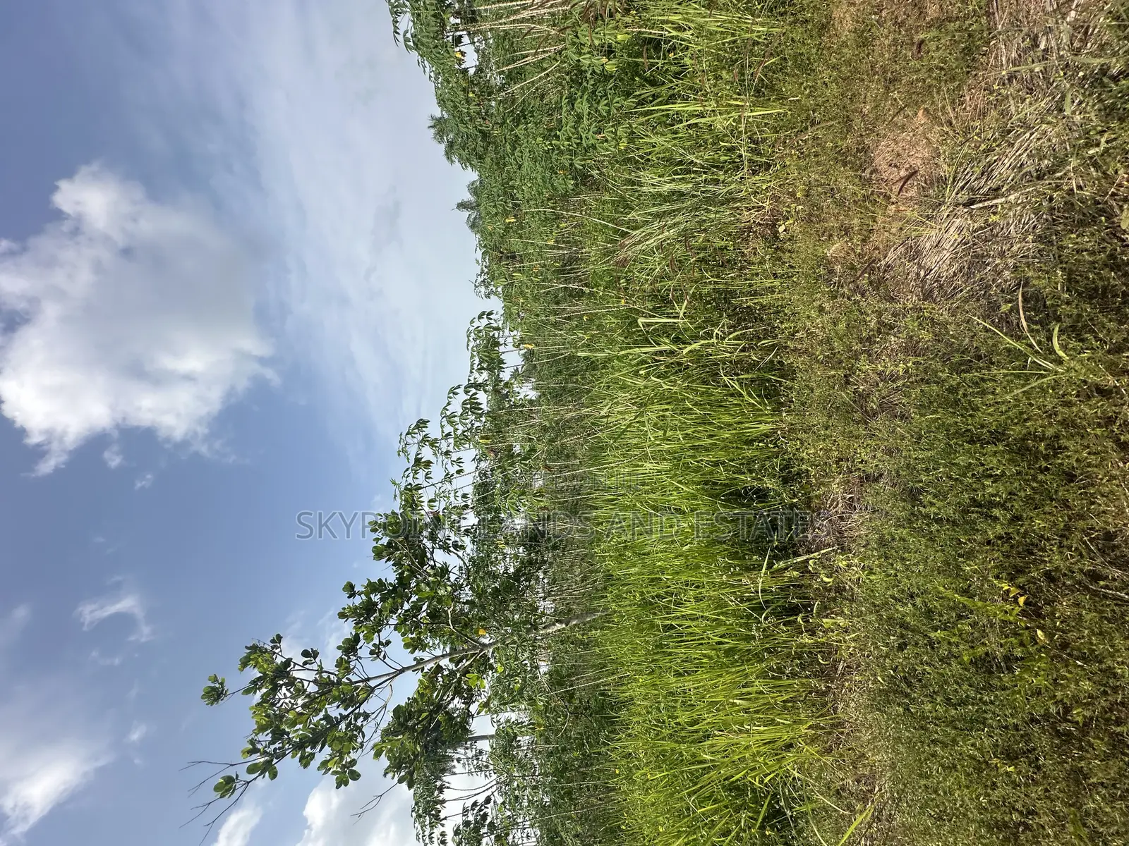 50 Acres Available at Ogungbe Off Iseyin/Ibadan Road Iseyin Oyo State