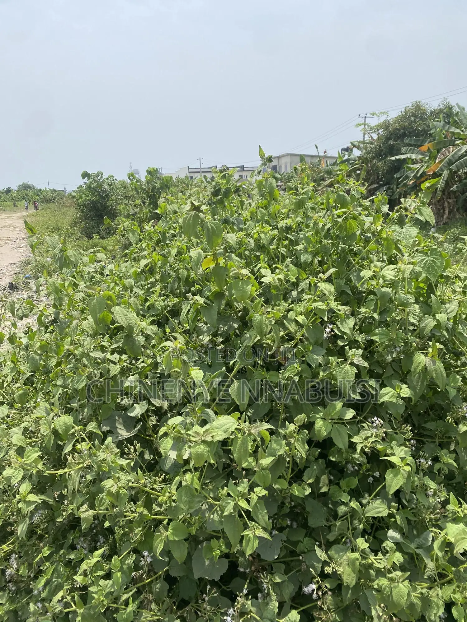 Plots of Land for Sale