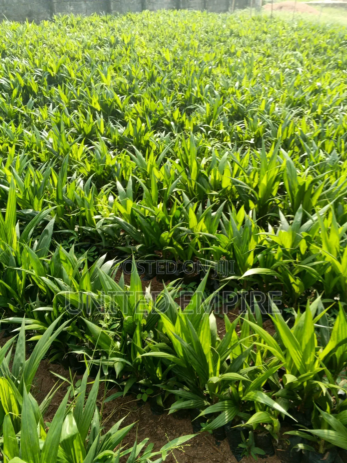 Teneral Oil Palm Seedlings