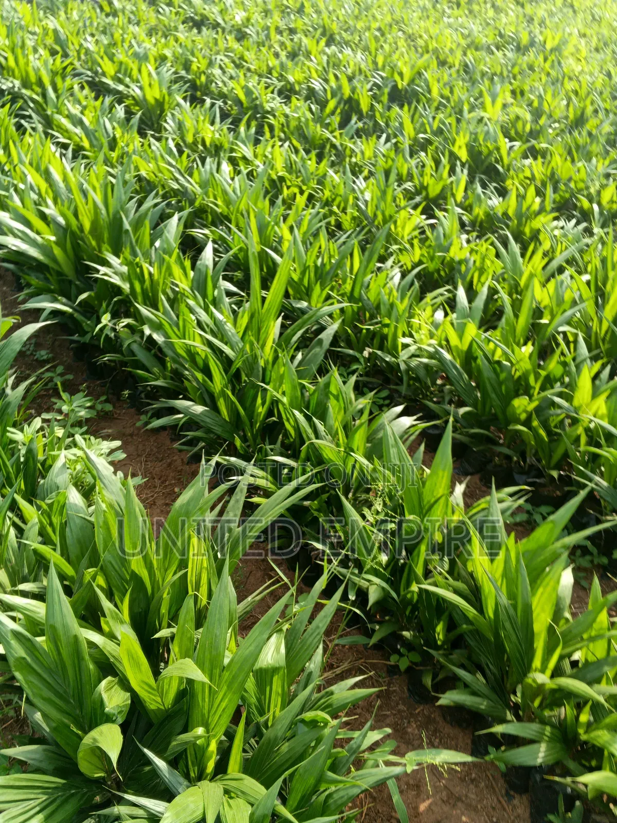 Teneral Oil Palm Seedlings
