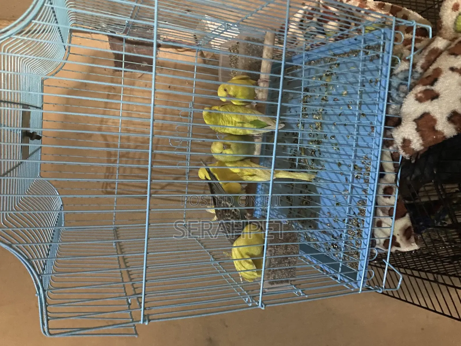 Lovely Budgies Birds for Sale