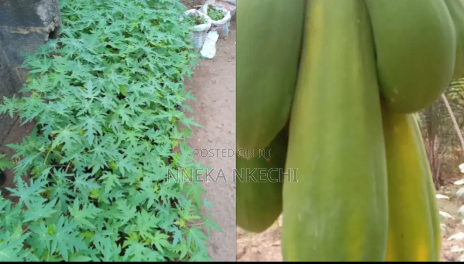 Giant Red Pawpaw
