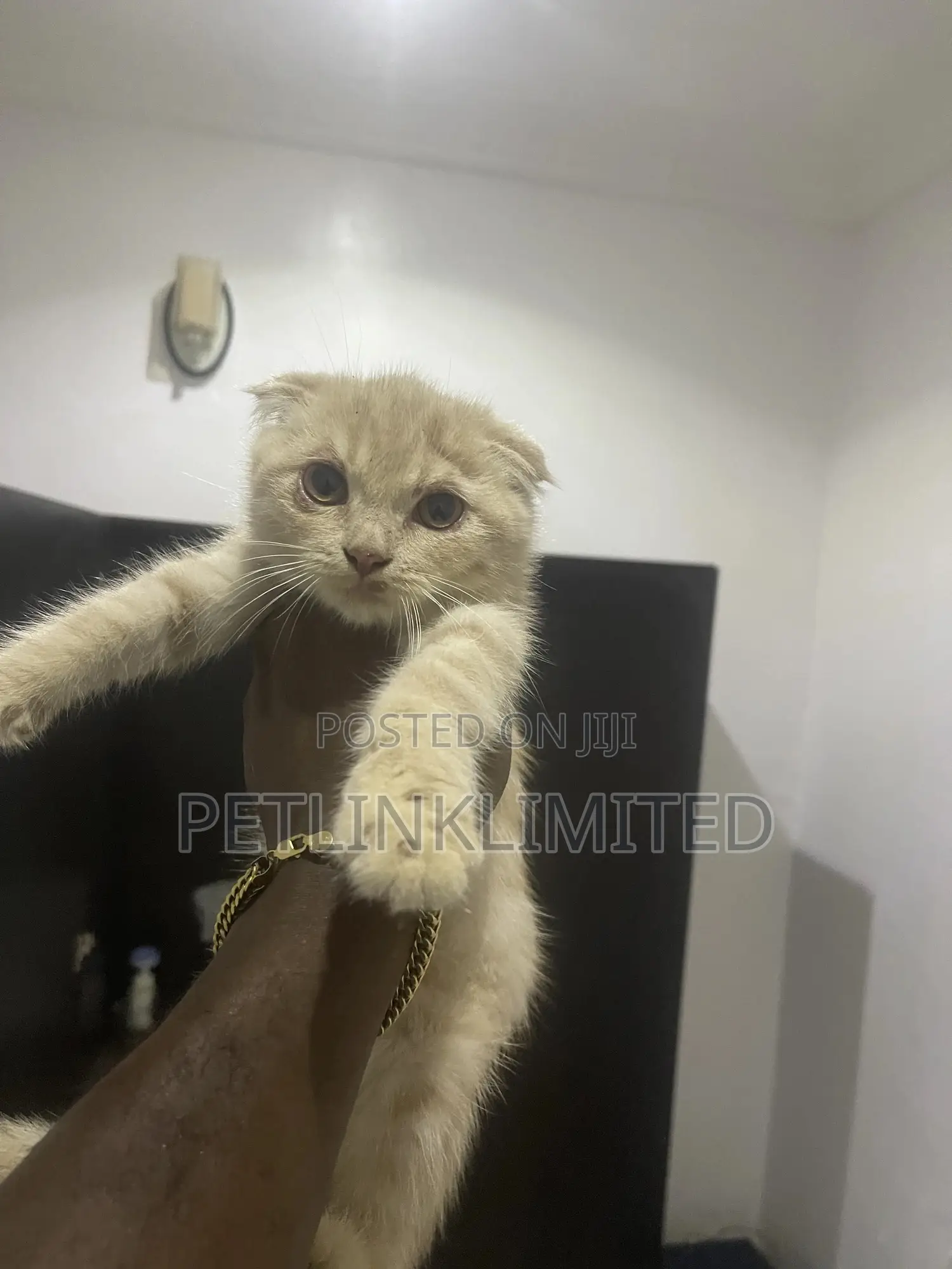 1-3 months Male Purebred Scottish Fold