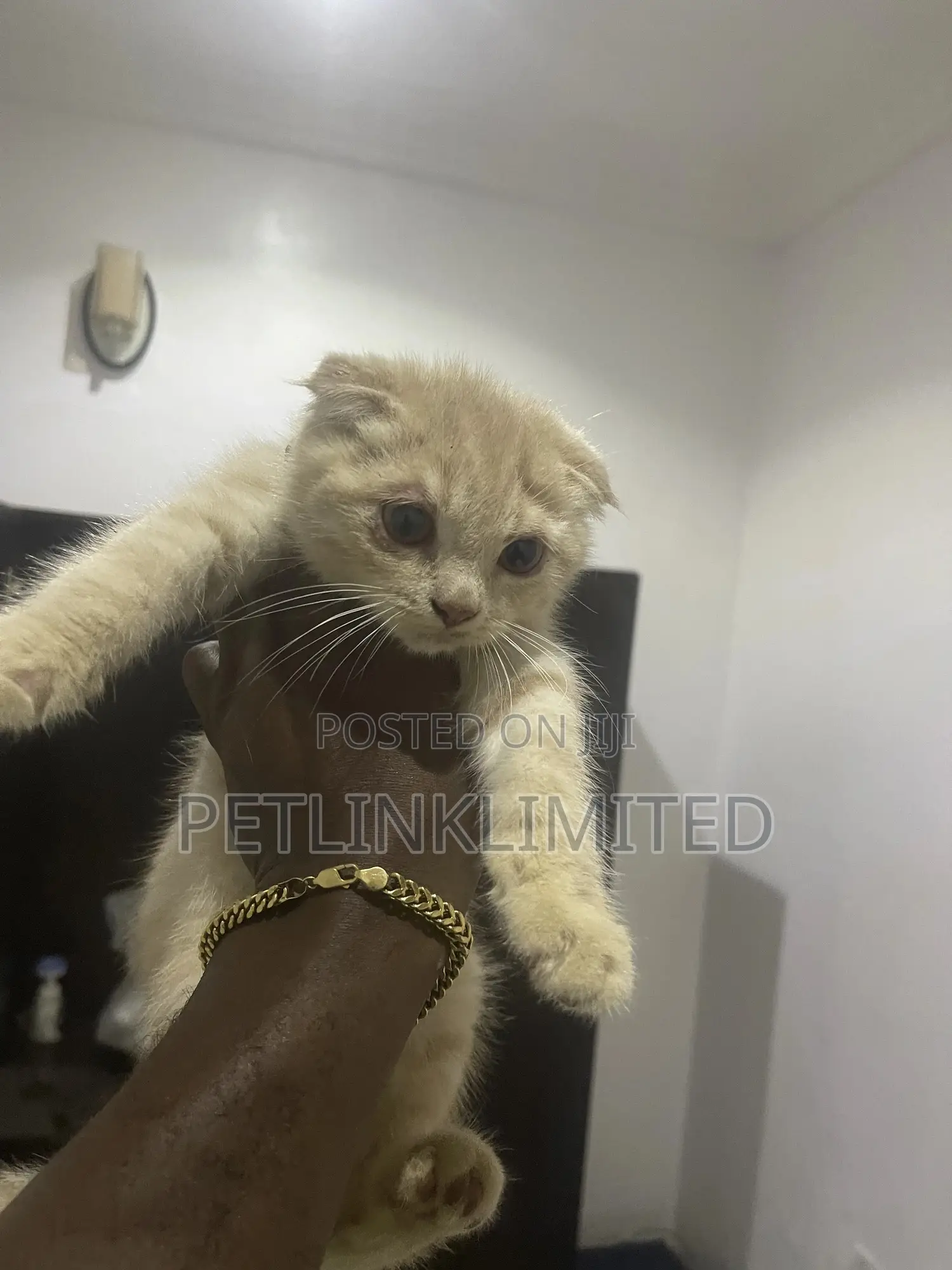 1-3 months Male Purebred Scottish Fold