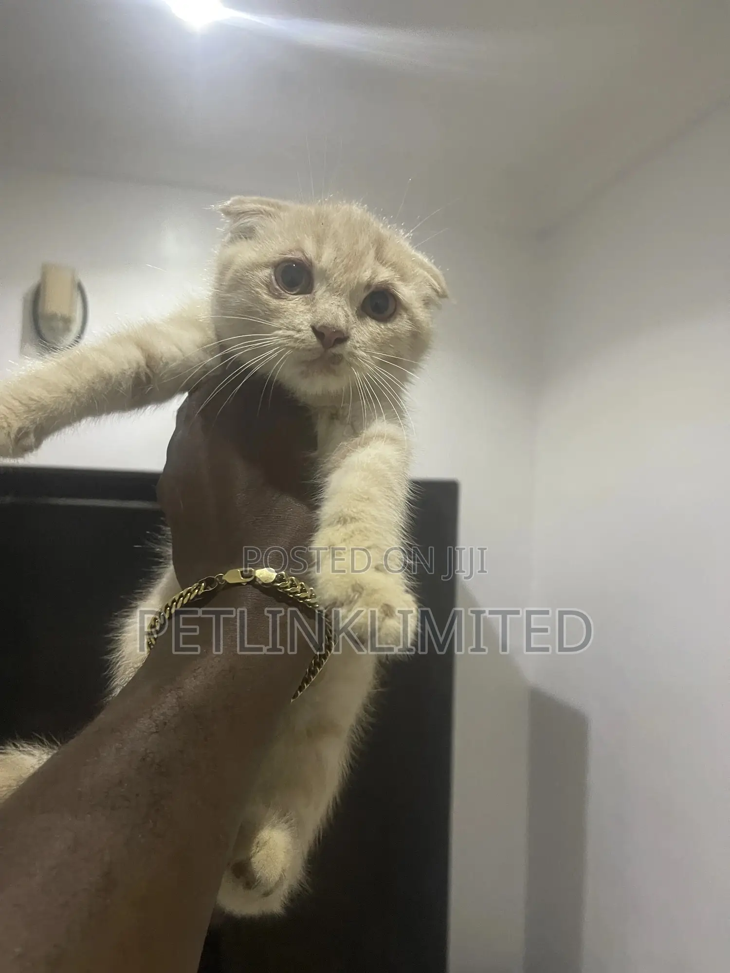 1-3 months Male Purebred Scottish Fold