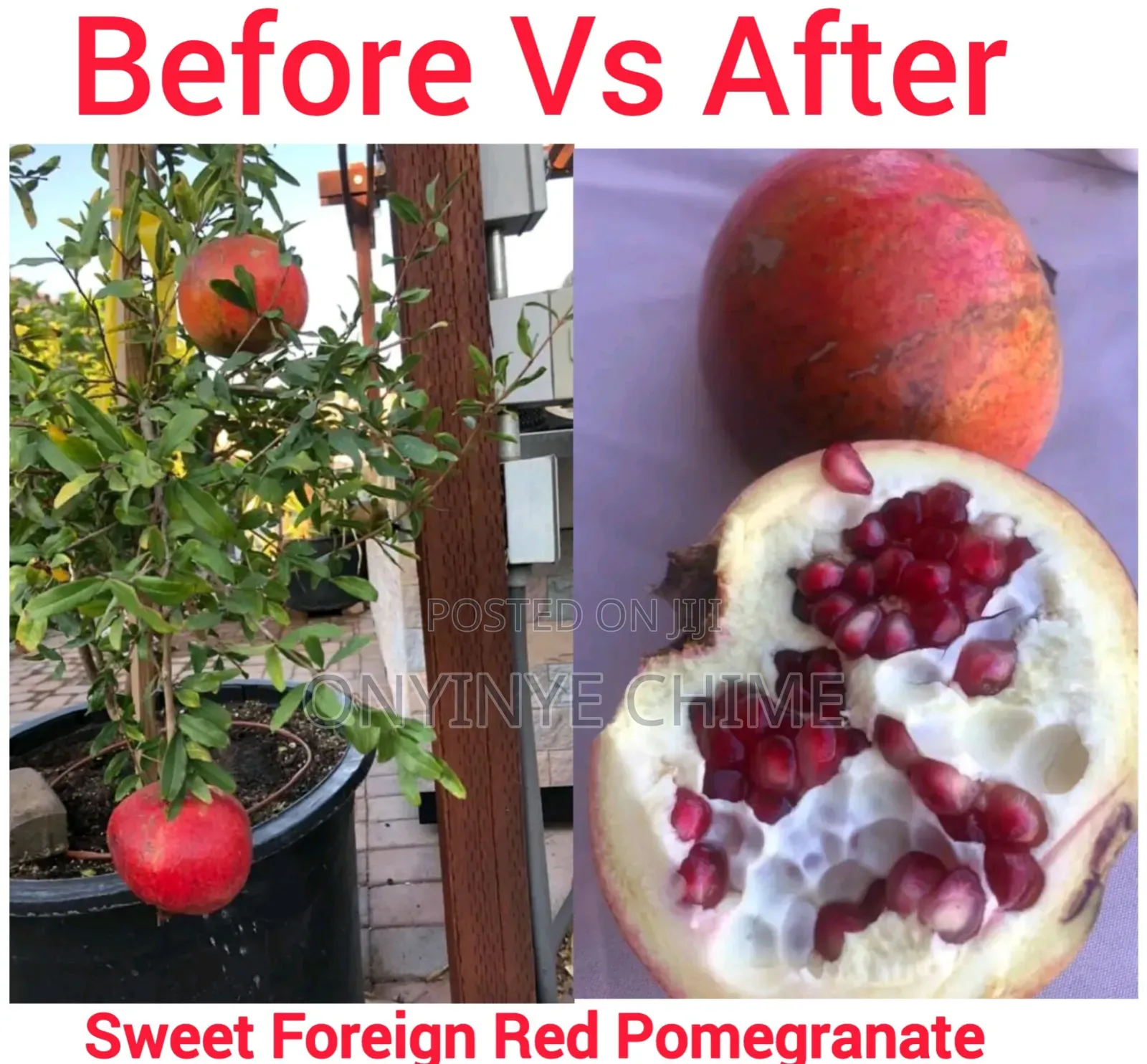 Pomegranate Seedlings