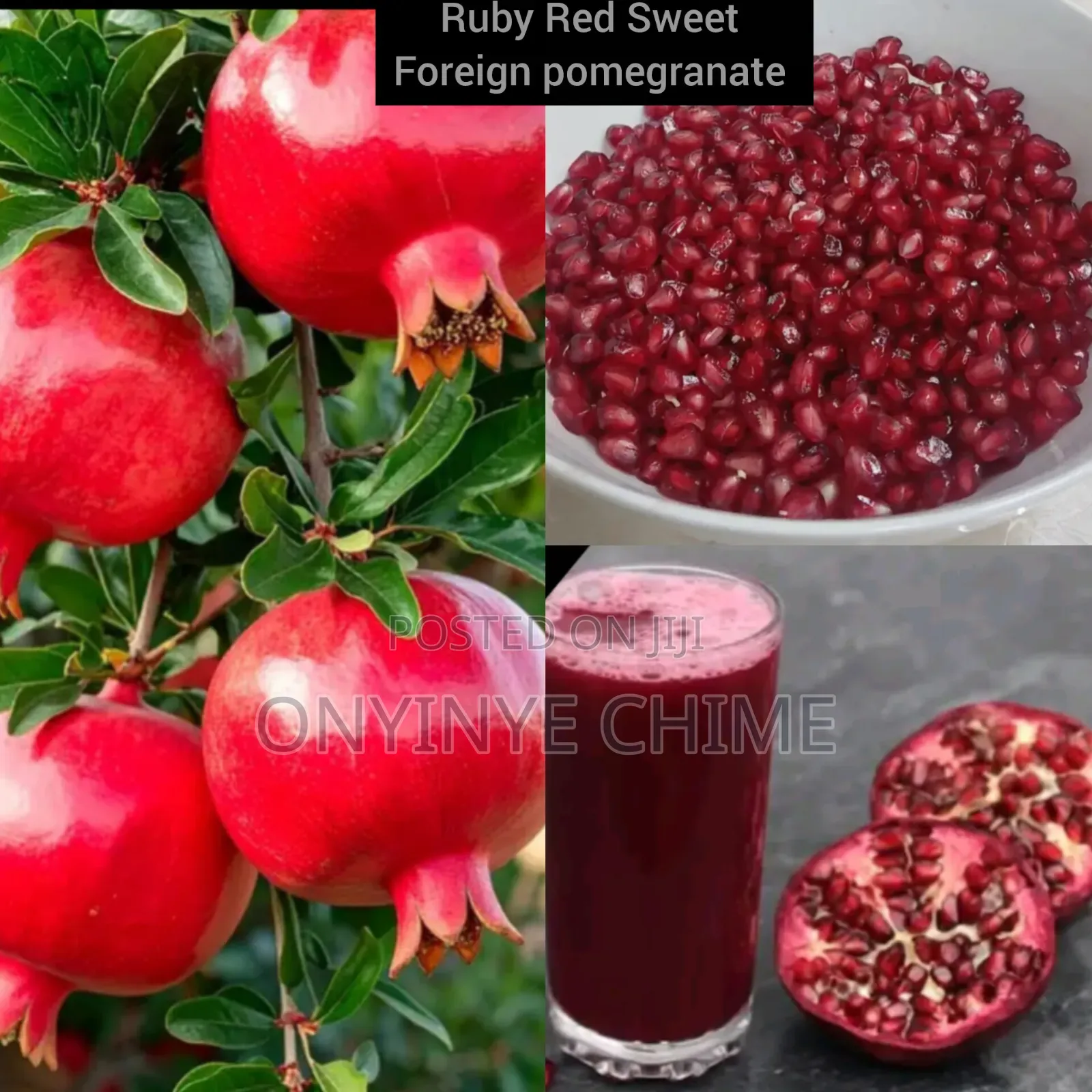 Pomegranate Seedlings
