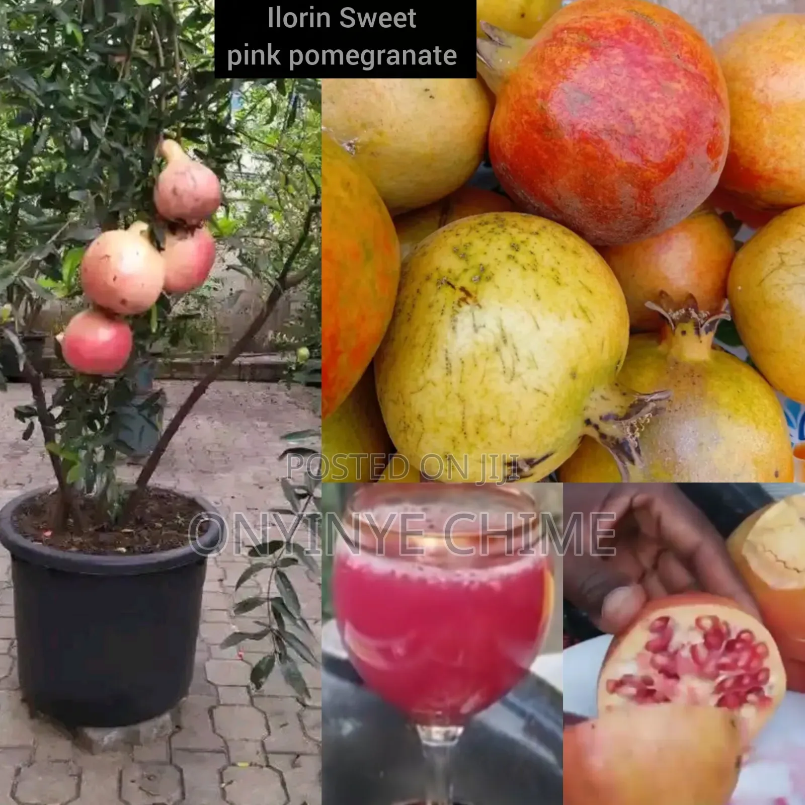 Pomegranate Seedlings