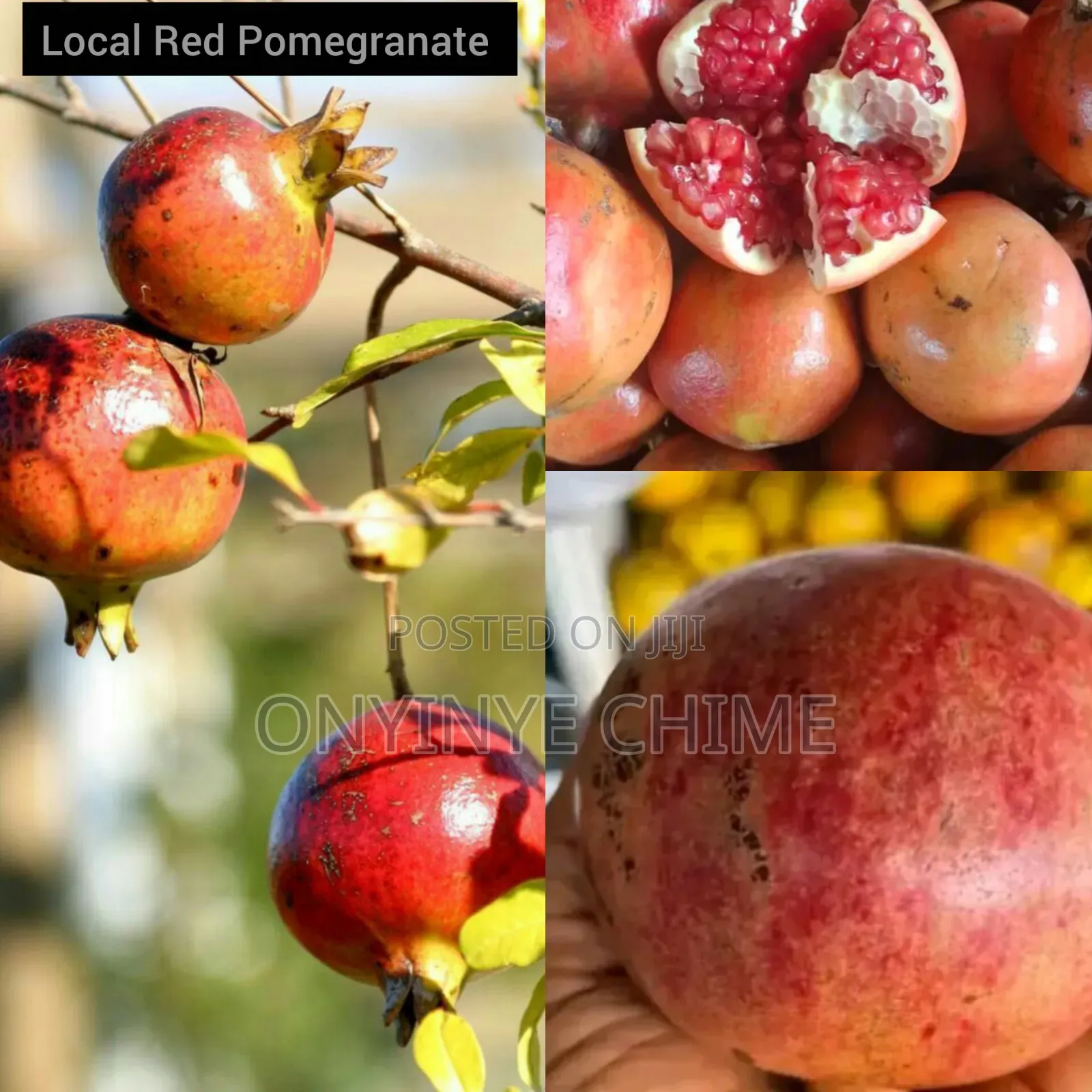 Pomegranate Seedlings
