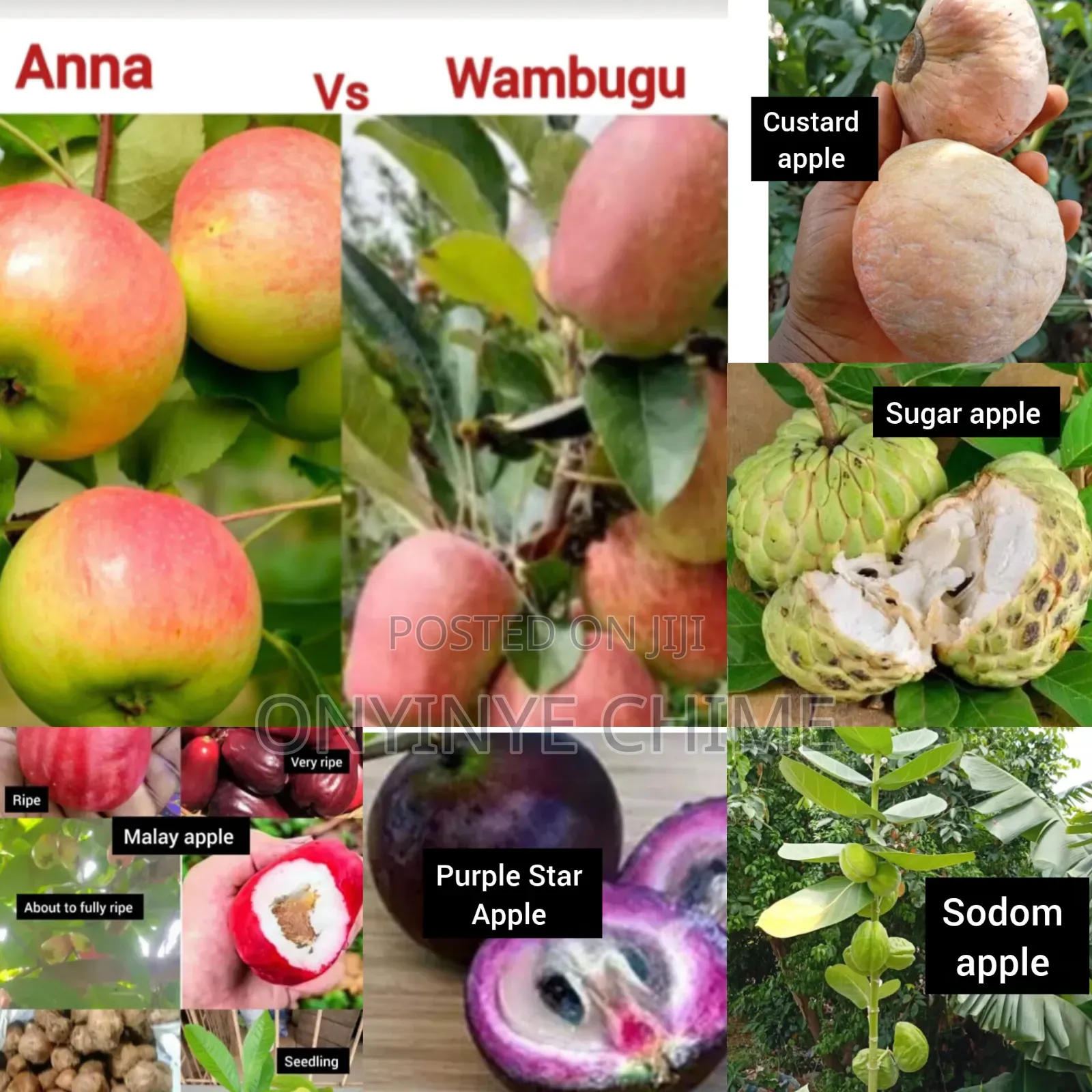 Economic Trees and Exotic Fruit Seedlings