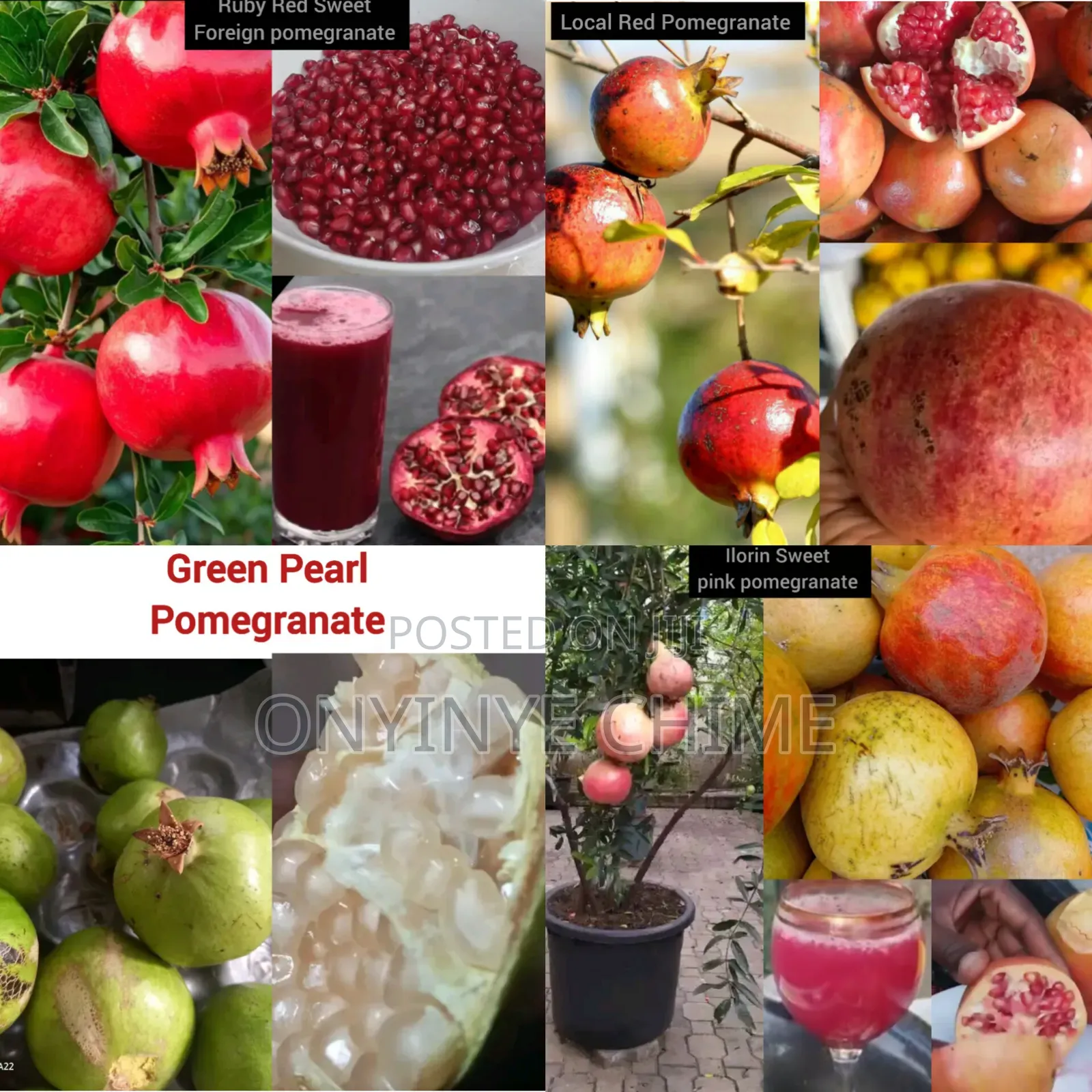 Economic Trees and Exotic Fruit Seedlings