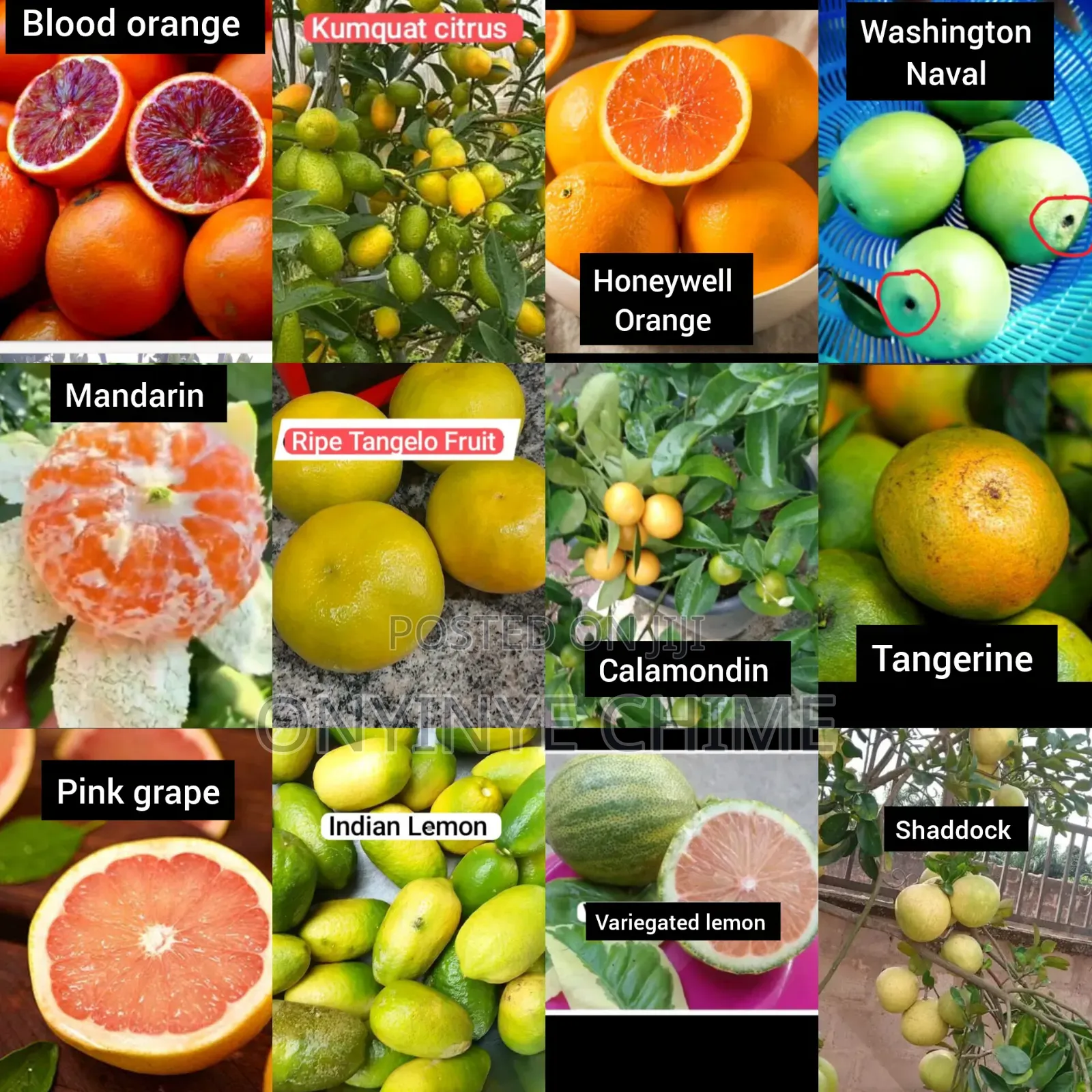 Economic Trees and Exotic Fruit Seedlings