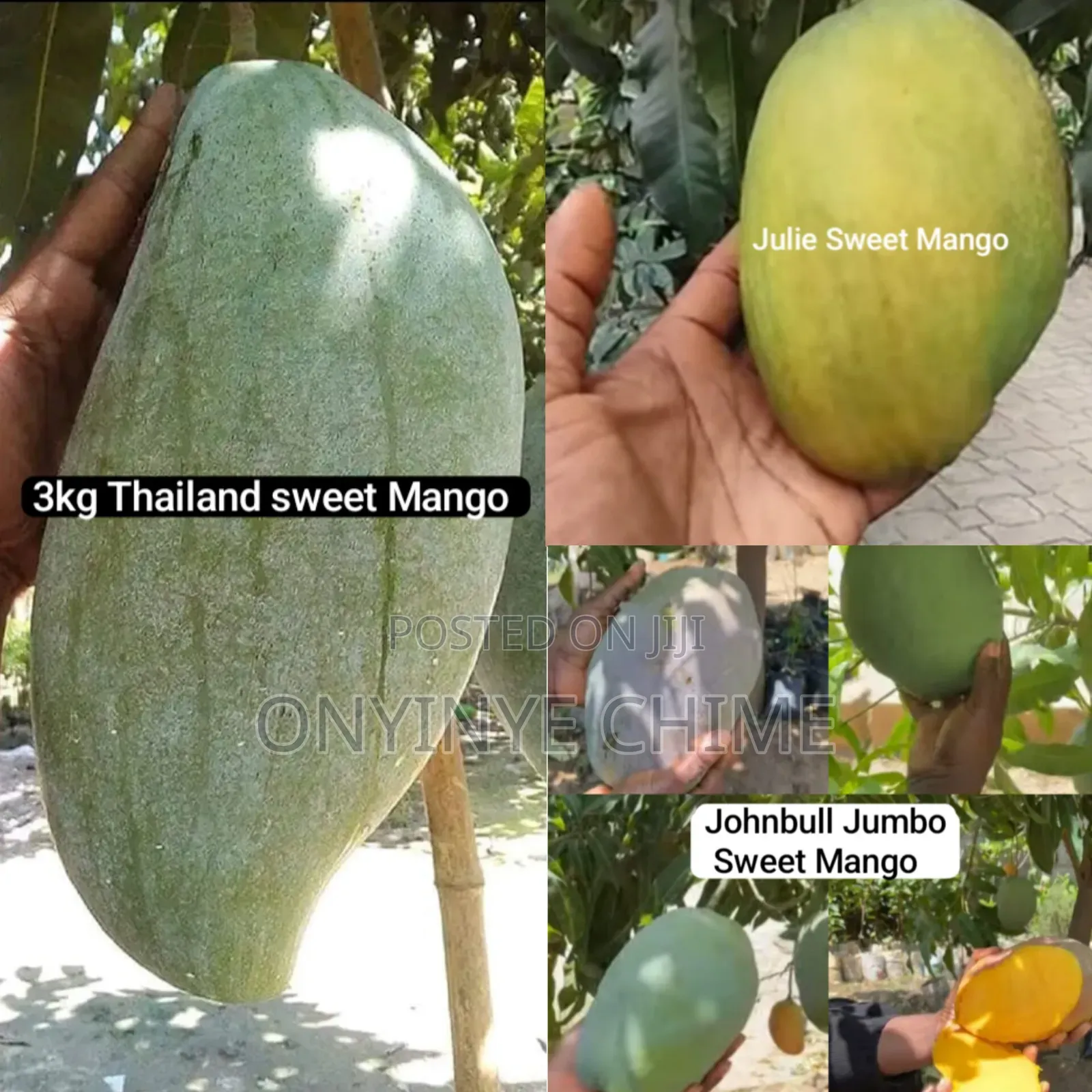 Economic Trees and Exotic Fruit Seedlings