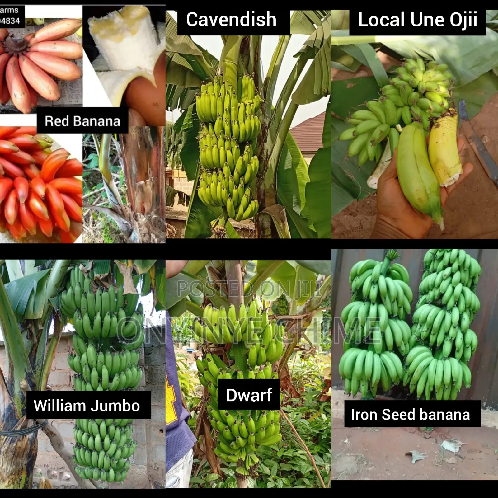 Economic Trees and Exotic Fruit Seedlings