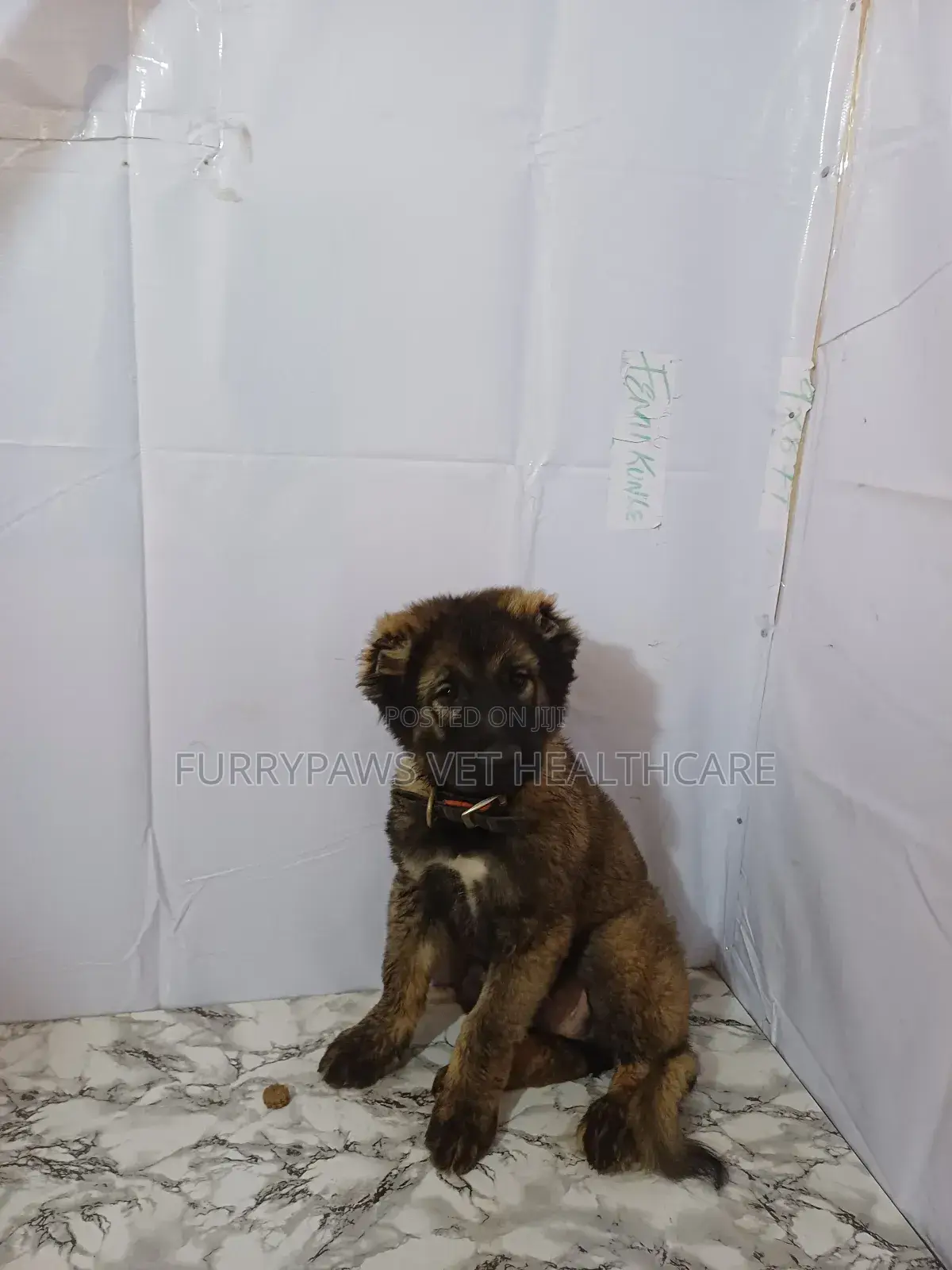 Furrypaws Veterinary Healthcare - Vet Clinic/Vet Doctor in Kabusa