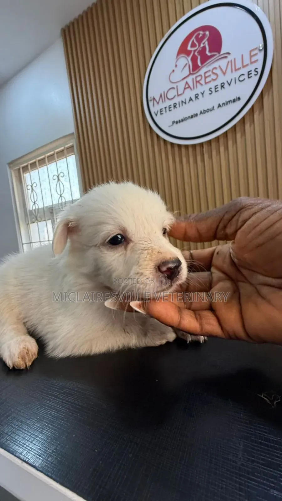 1-3 months Female Purebred American Eskimo
