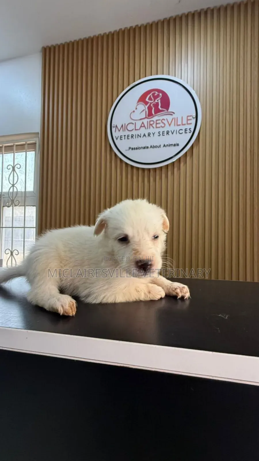 1-3 months Female Purebred American Eskimo