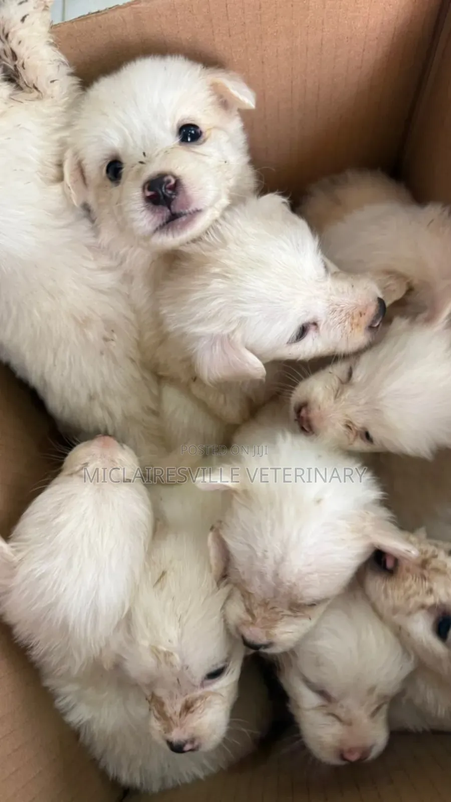 1-3 months Female Purebred American Eskimo