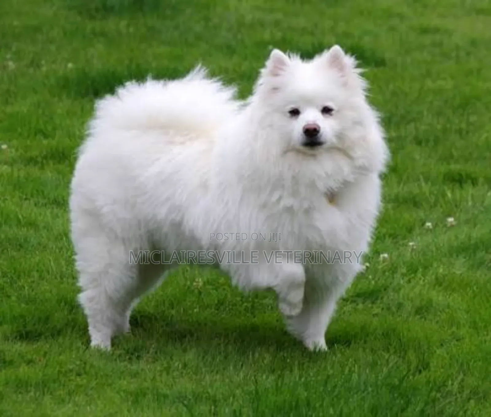 1-3 months Female Purebred American Eskimo