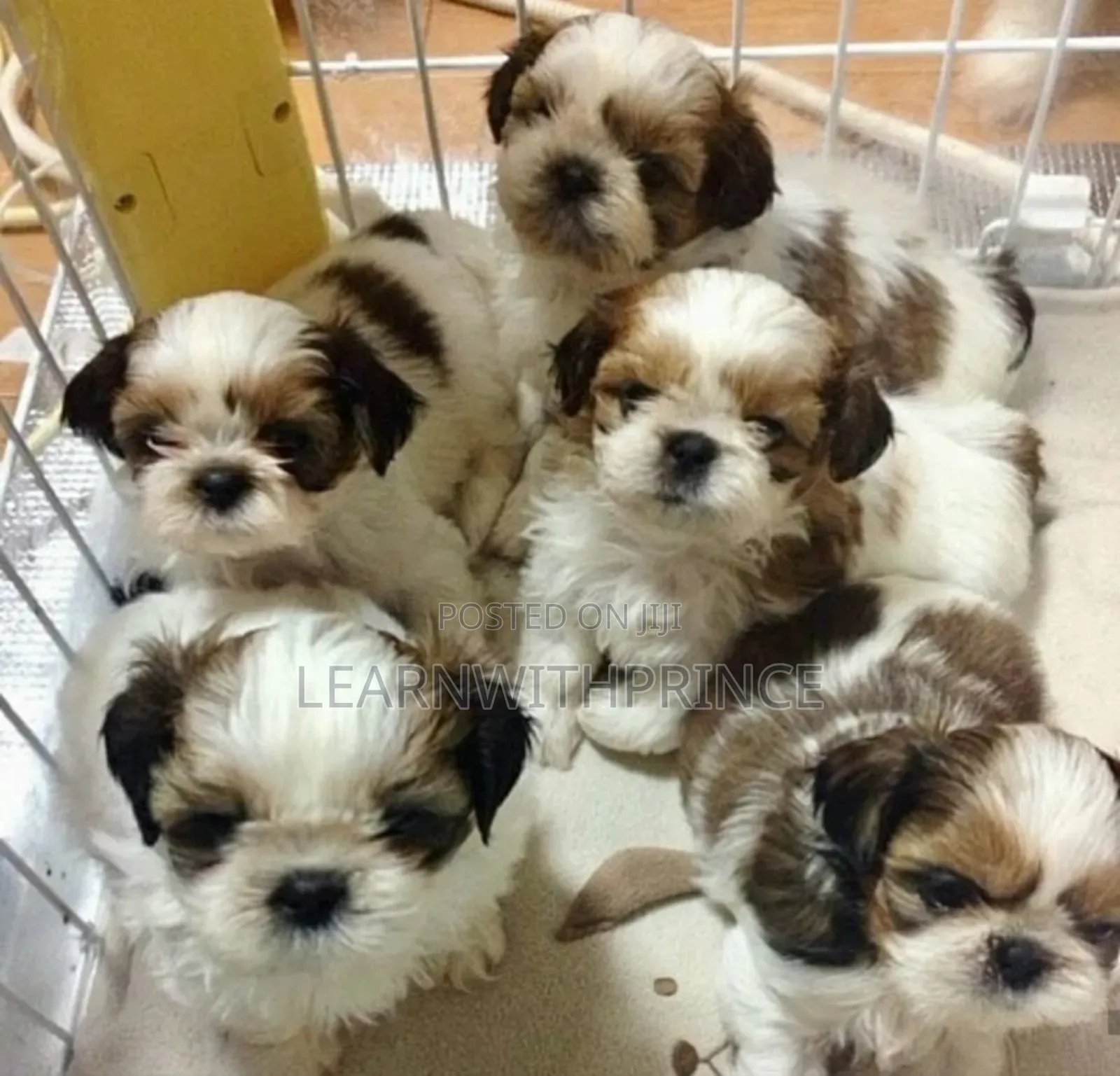 1-3 months Female Purebred Lhasa Apso