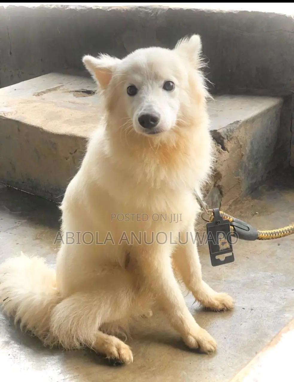 1+ year Female Purebred American Eskimo