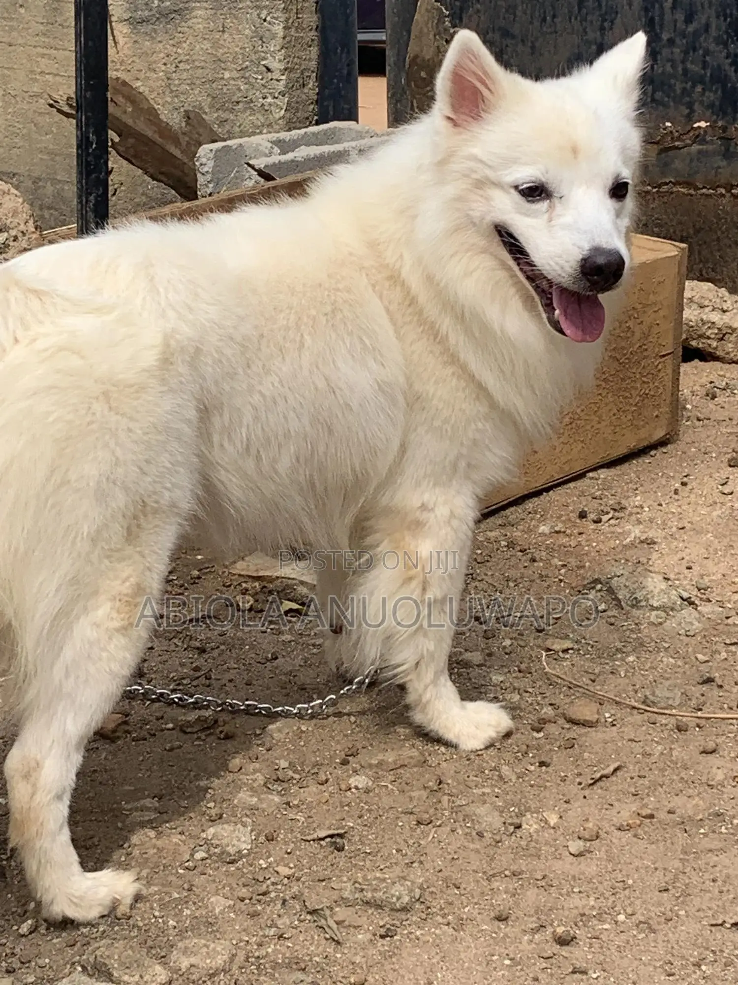 1+ year Female Purebred American Eskimo