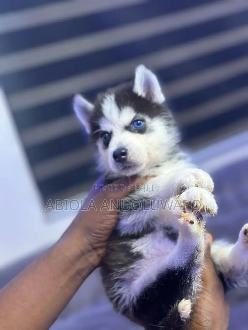 3-6 months Female Purebred Siberian Husky