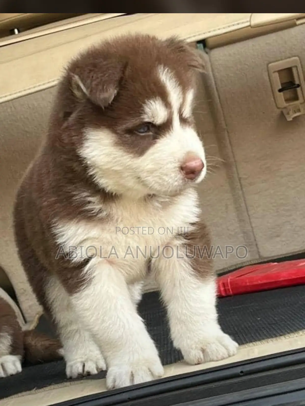 3-6 months Female Purebred Siberian Husky