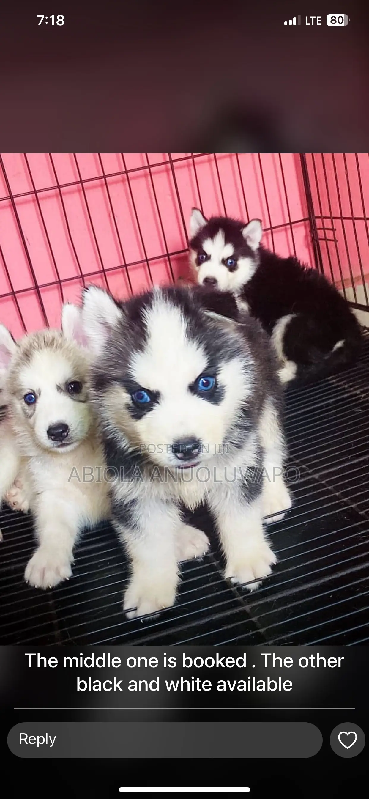 3-6 months Female Purebred Siberian Husky