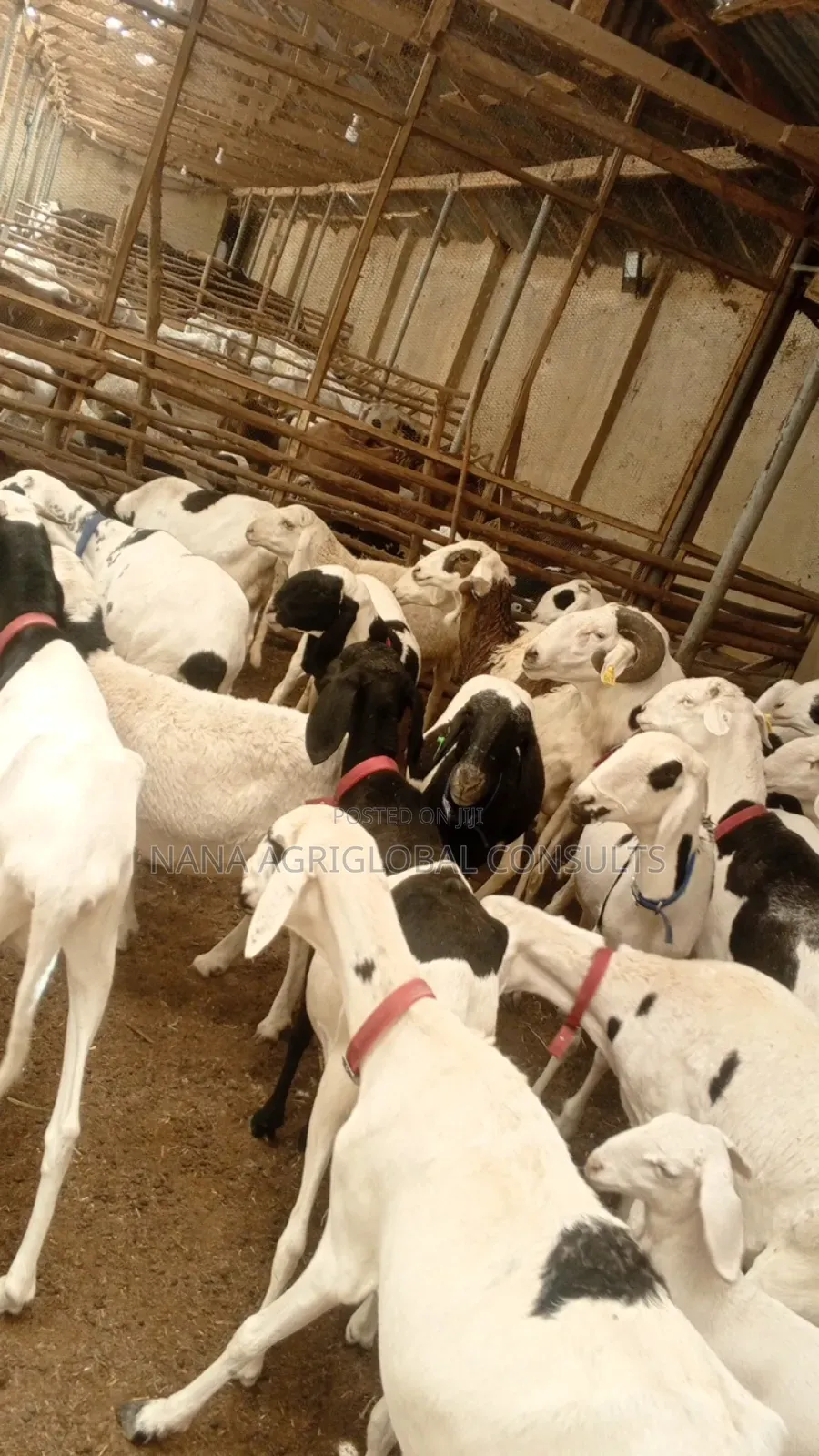Ladoum Ram and Sheep