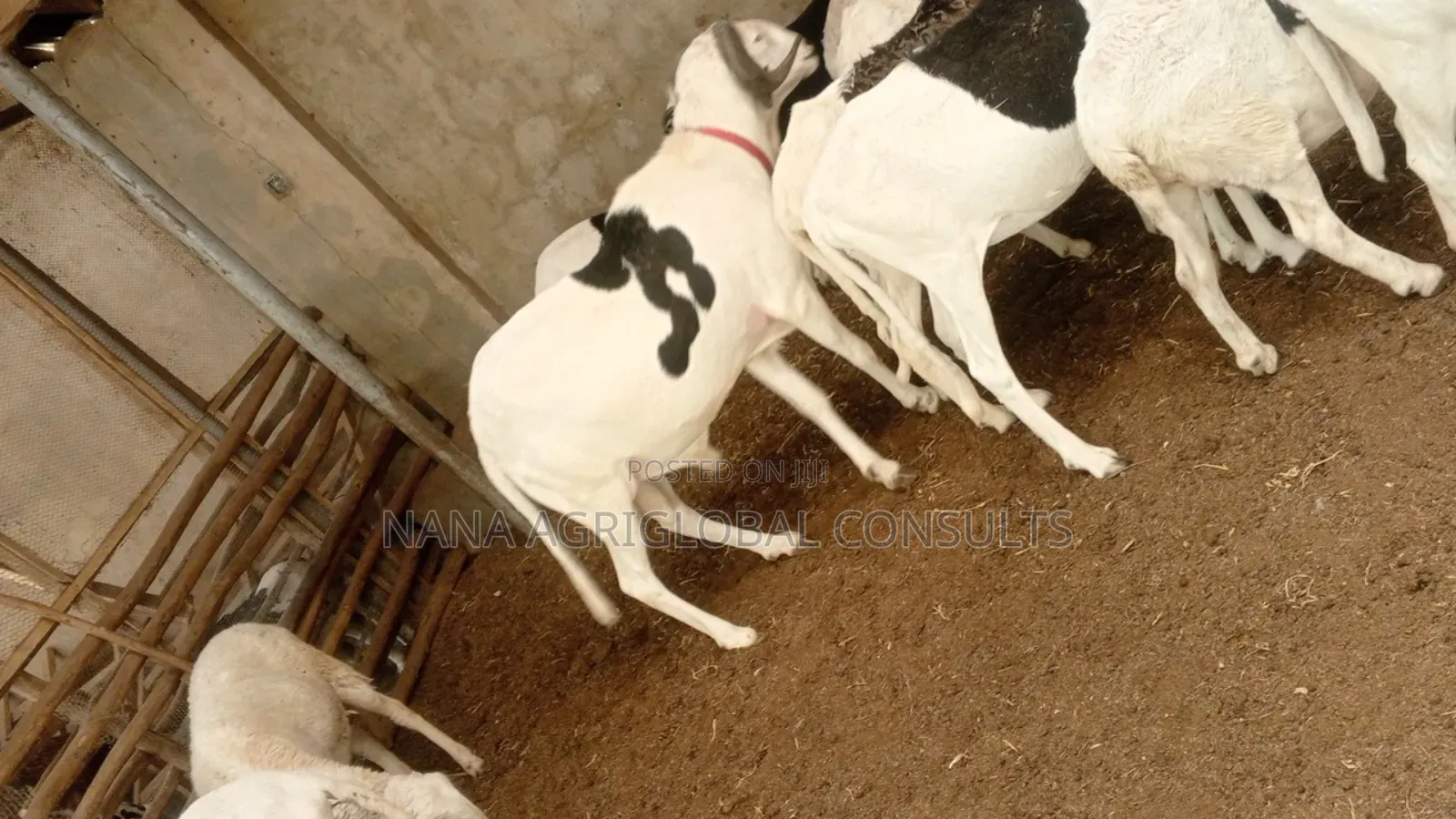 Ladoum Ram and Sheep