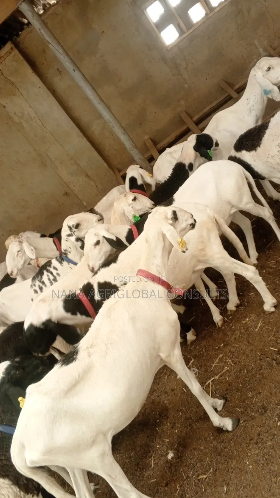 Ladoum Ram and Sheep