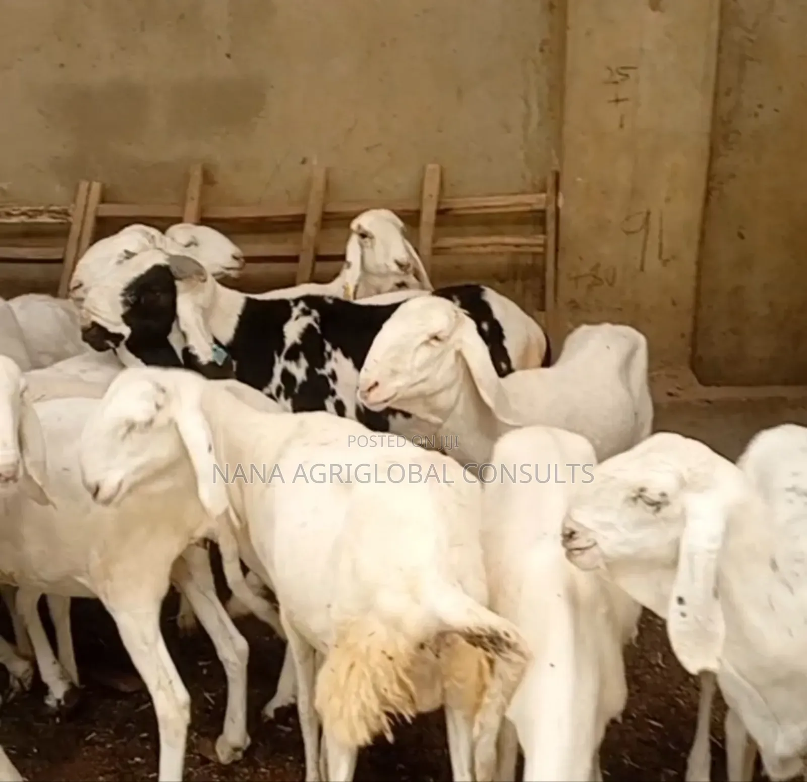 100% Balami Ram and Sheep
