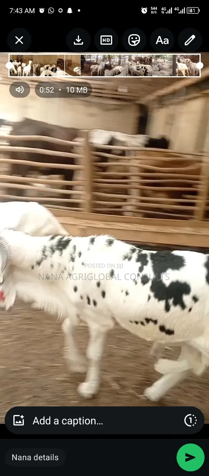 100% Balami Ram and Sheep