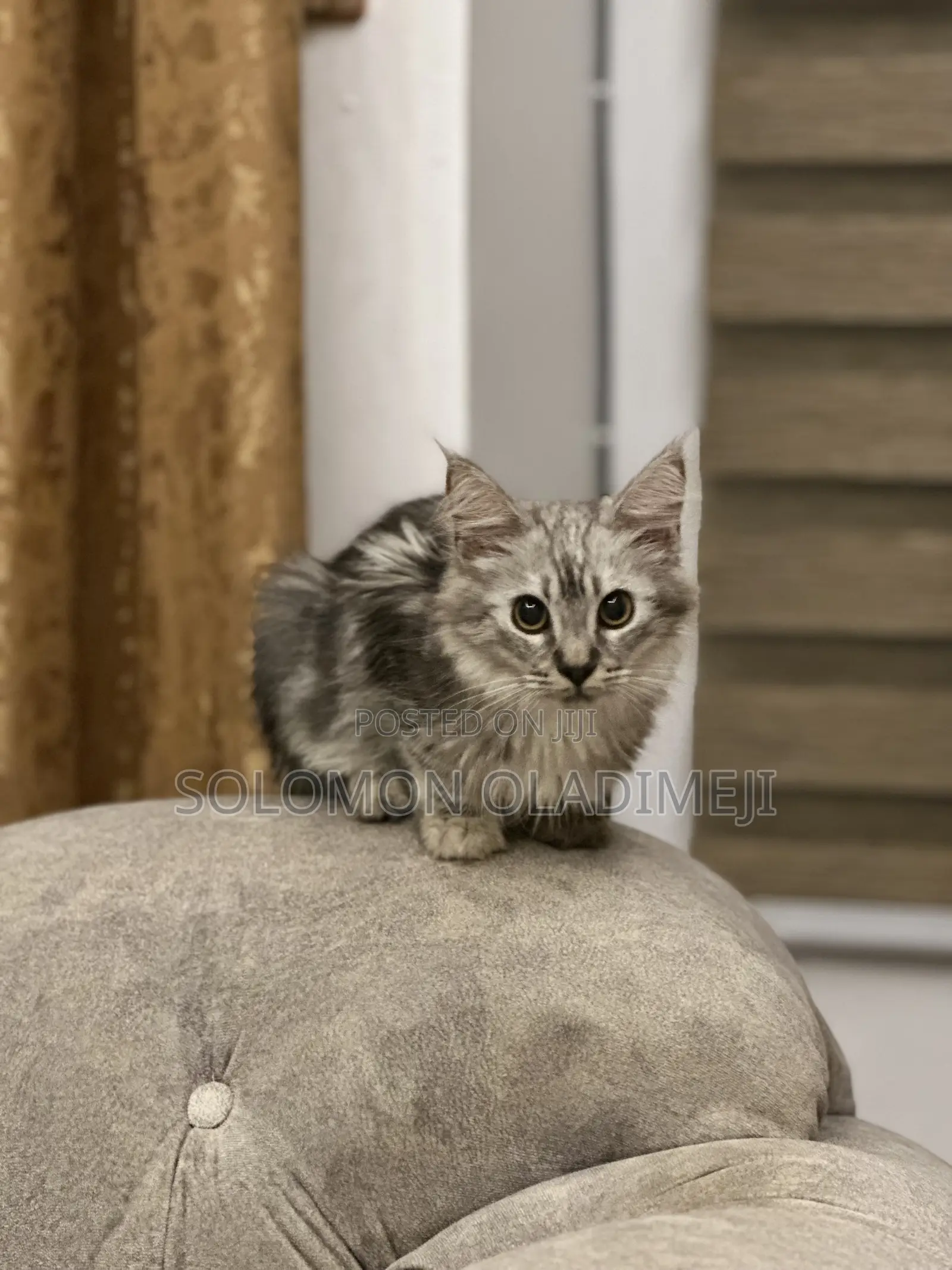 1-3 months Male Purebred Maine Coon