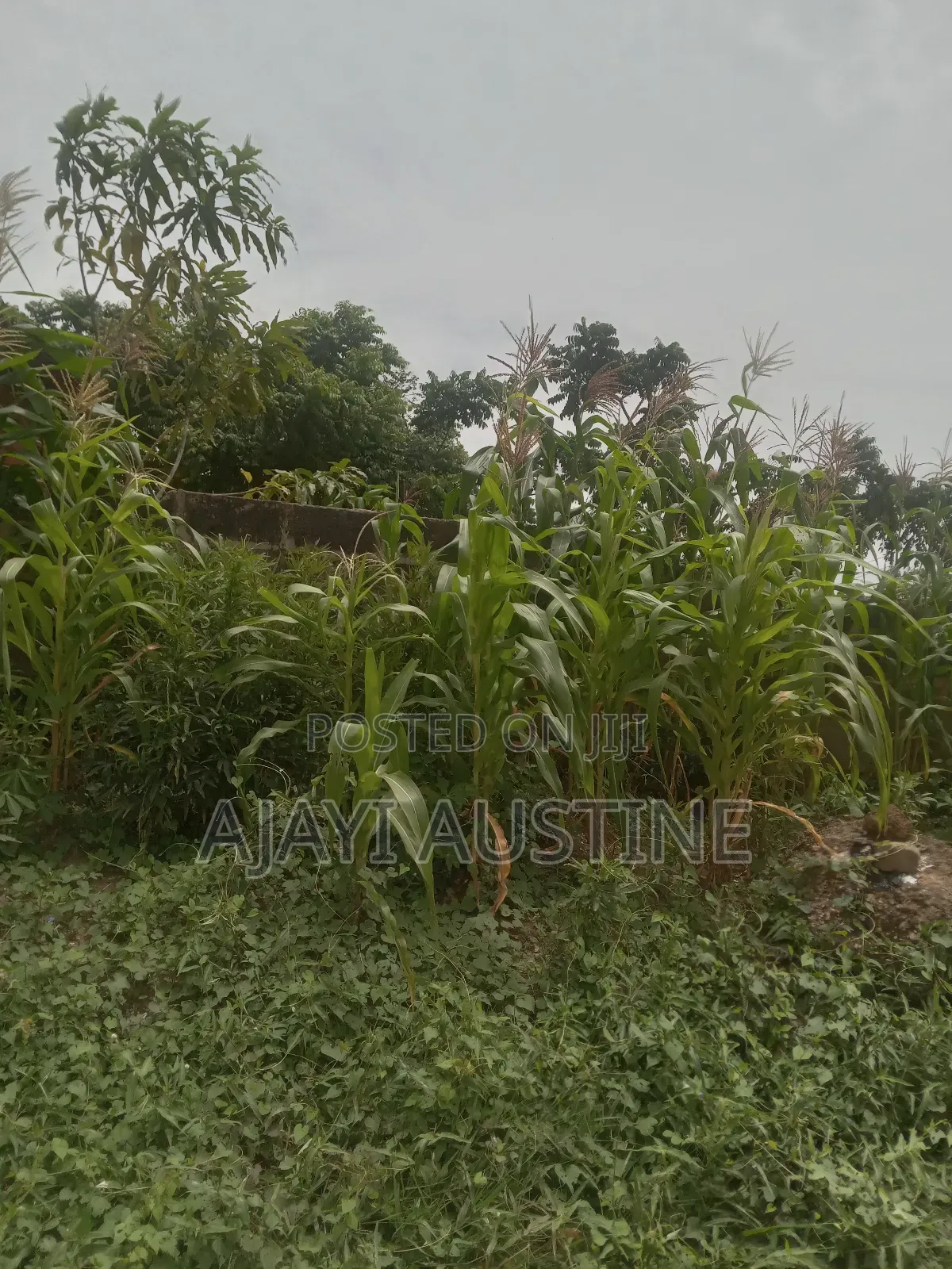 30,000 Sqm Land For Sale At Chevron Drive, Lekki