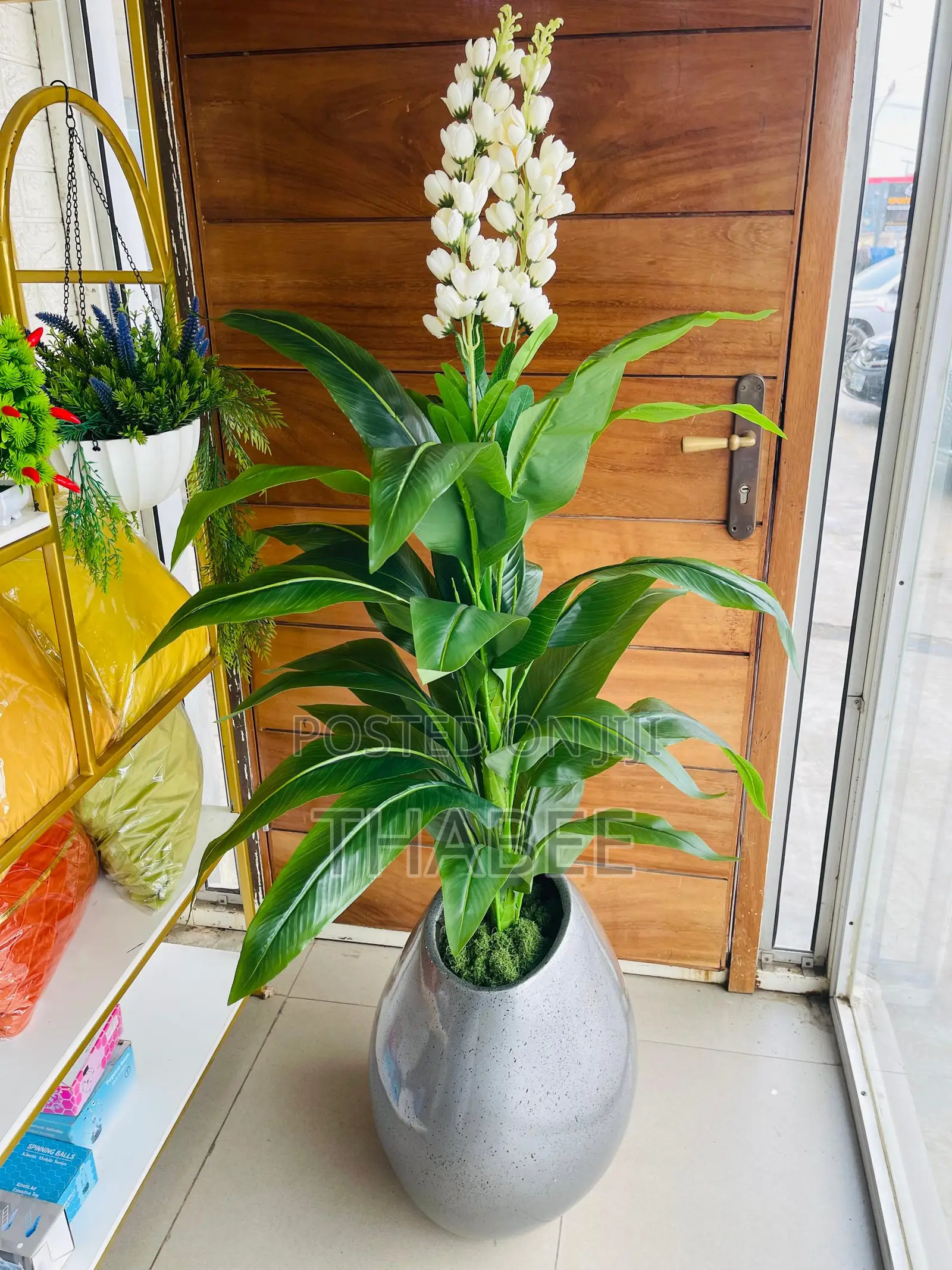 Bird of Paradise Plant With White Flower Buds