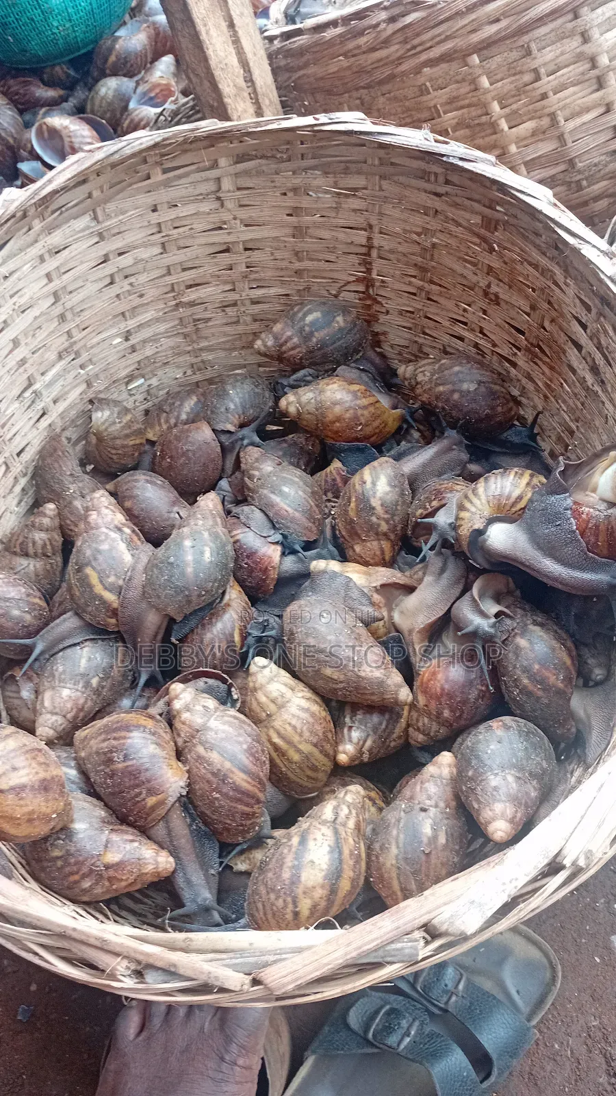 20pcs Fresh Bush Snail
